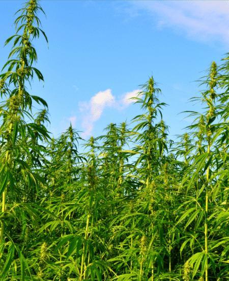 Marijuana and Hemp: What is The Difference? Image