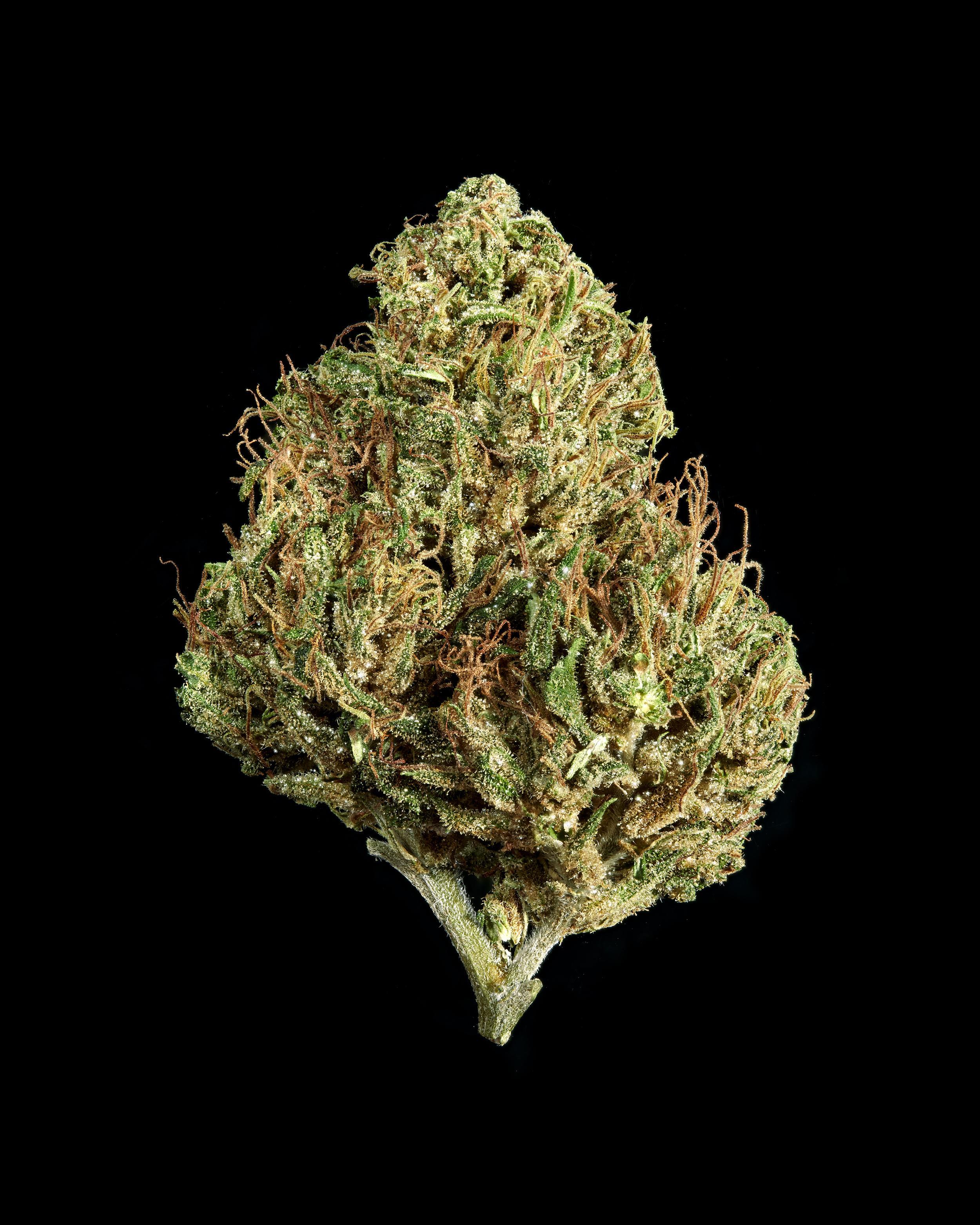 A gallery image for Cherry Cobbler CBD Hemp Flower