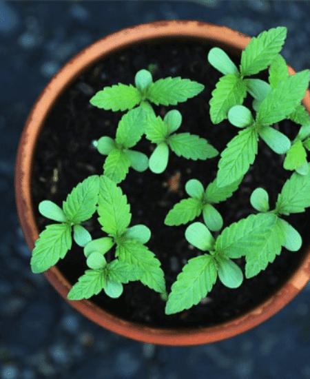 Everything you need to know about CBD flower Image