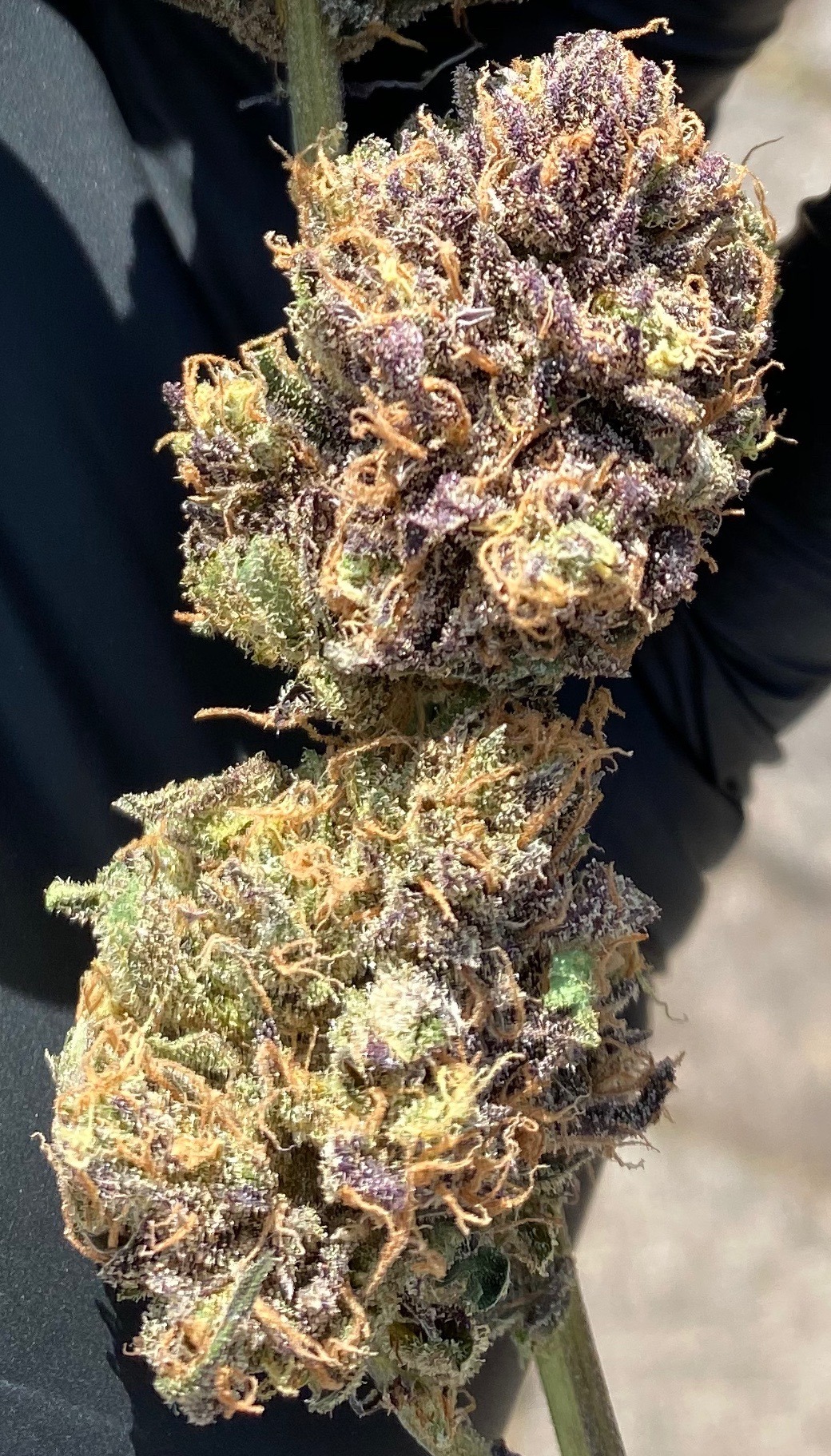A gallery image for Electric Buffalo Hydroponic Hemp Flower