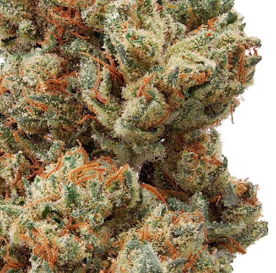 Afghan Skunk Indoor Hemp Flower, photo 2 of 2