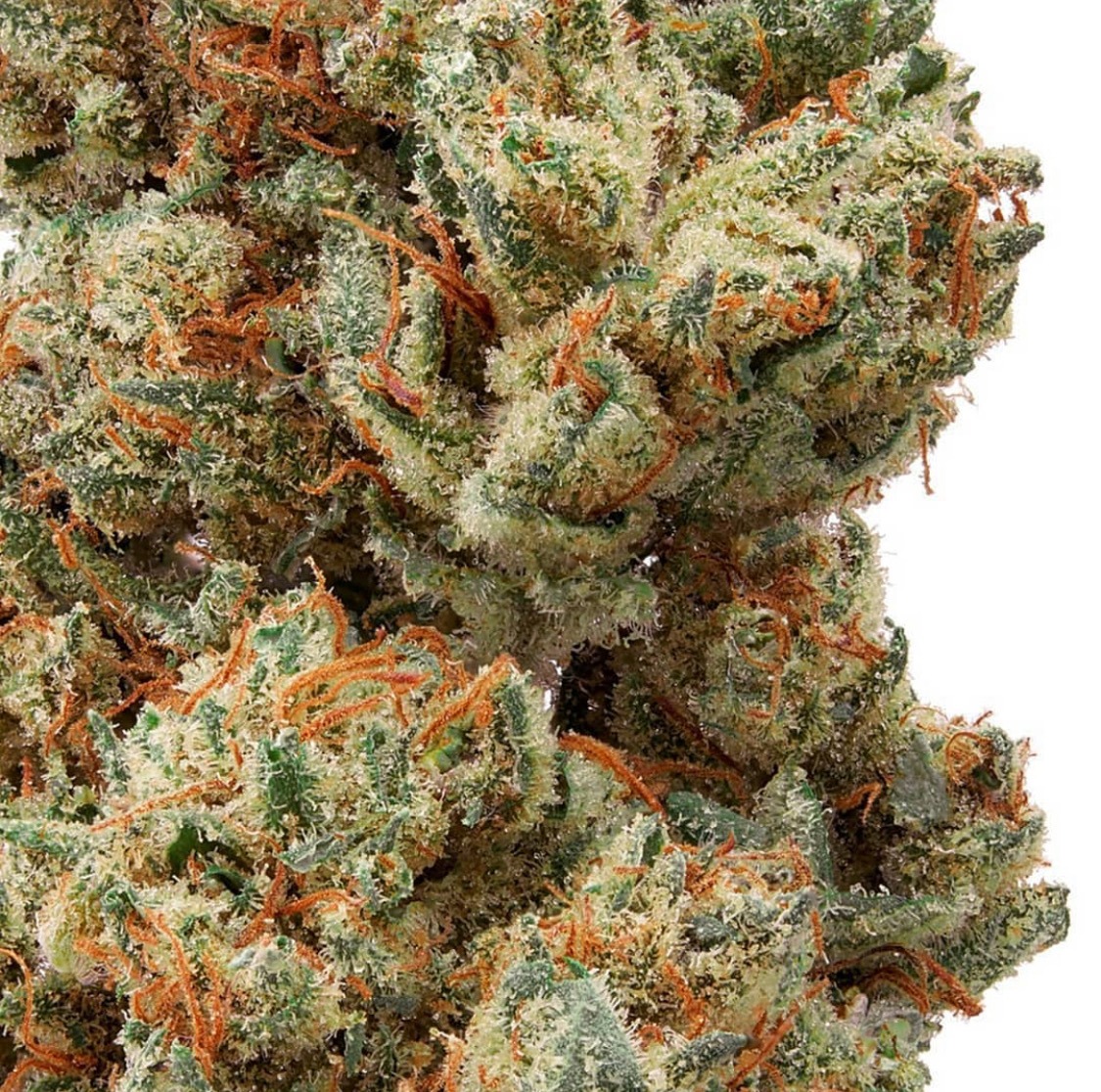 A gallery image for Afghan Skunk Indoor Hemp Flower