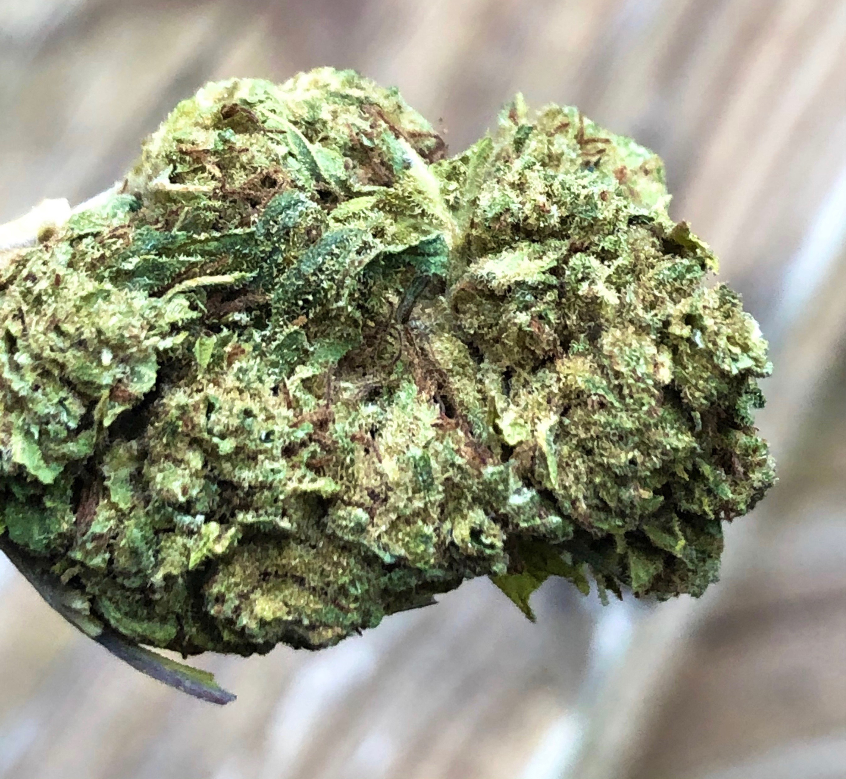 The product image for Hawaiian Haze Hemp Flower