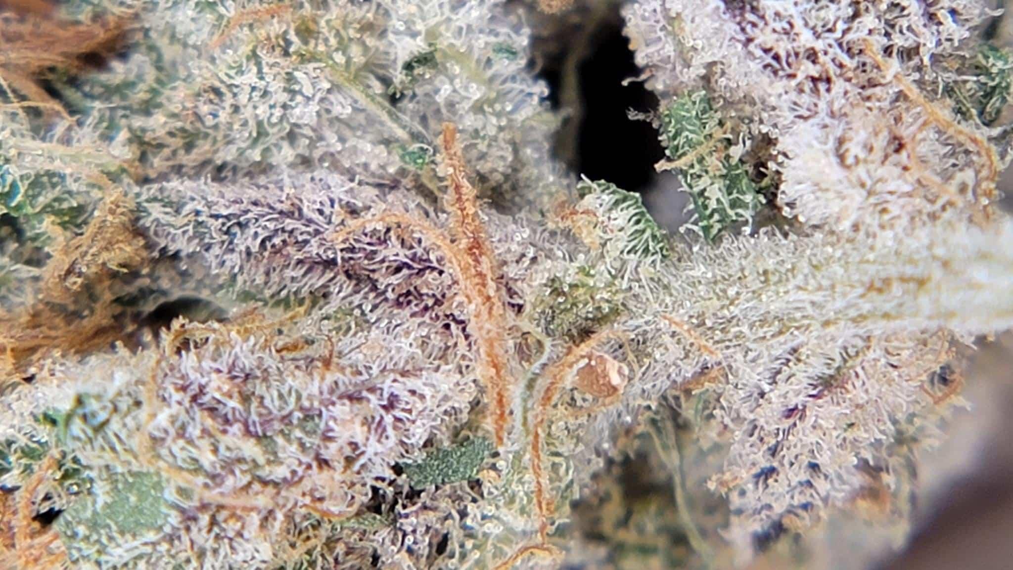 A gallery image for Dragon’s Breath Hydroponic Hemp Flower