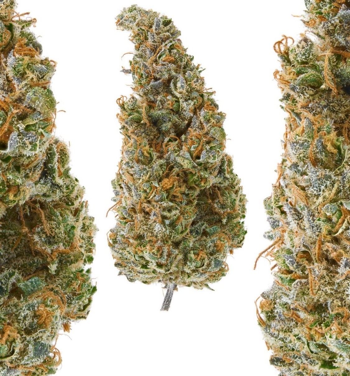 A gallery image for Day Dream #2 Indoor Hemp Flower