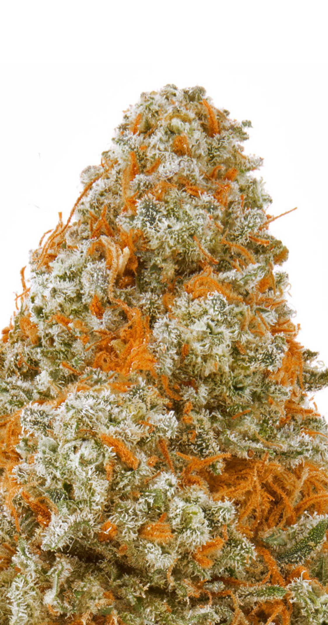 A gallery image for Arcane Kush Indoor Hemp Flower