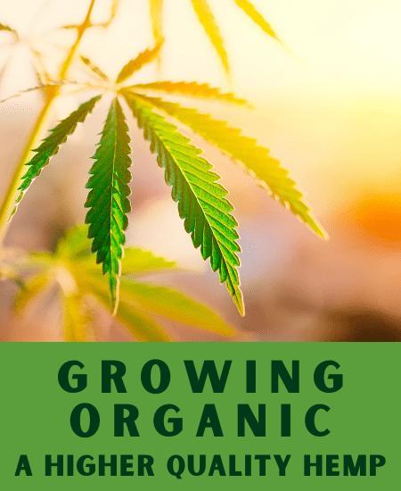 Growing Organic: A Higher Quality Hemp Image