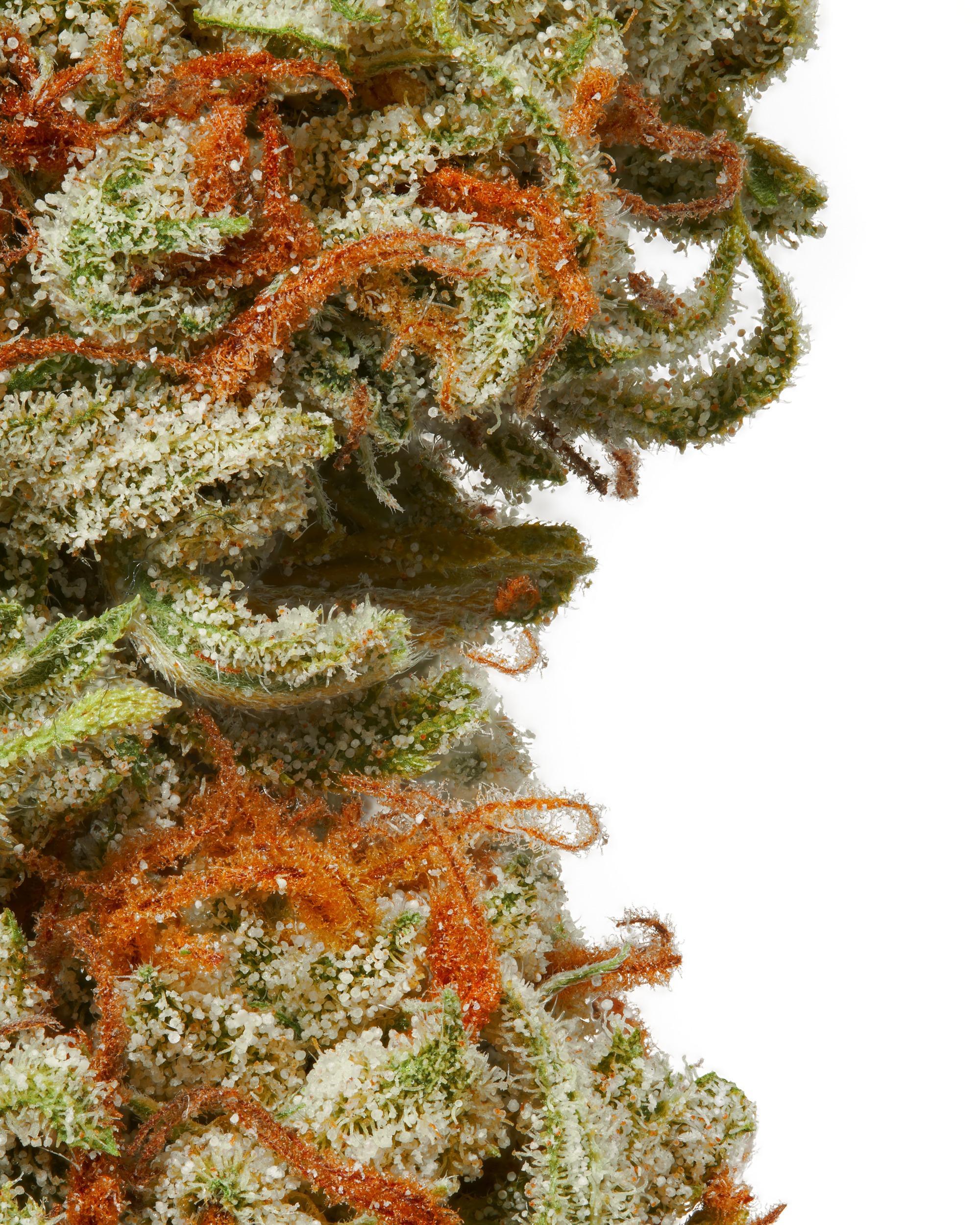 A gallery image for Mintz CBG