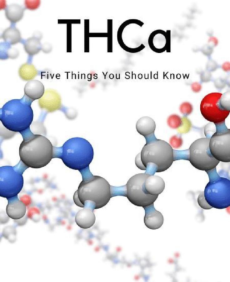 Five Things You Should Know About THCa Image