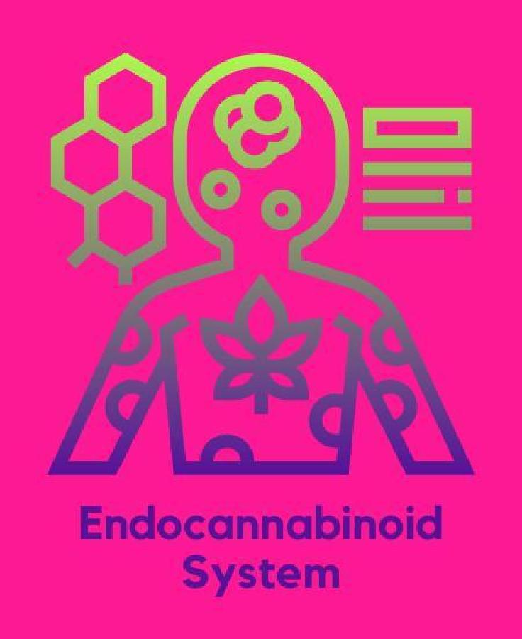 6 Interesting Facts About the Endocannabinoid System Image