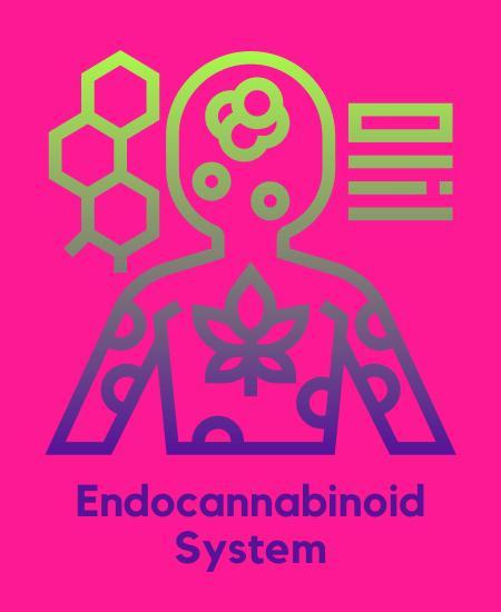6 Interesting Facts About the Endocannabinoid System Image