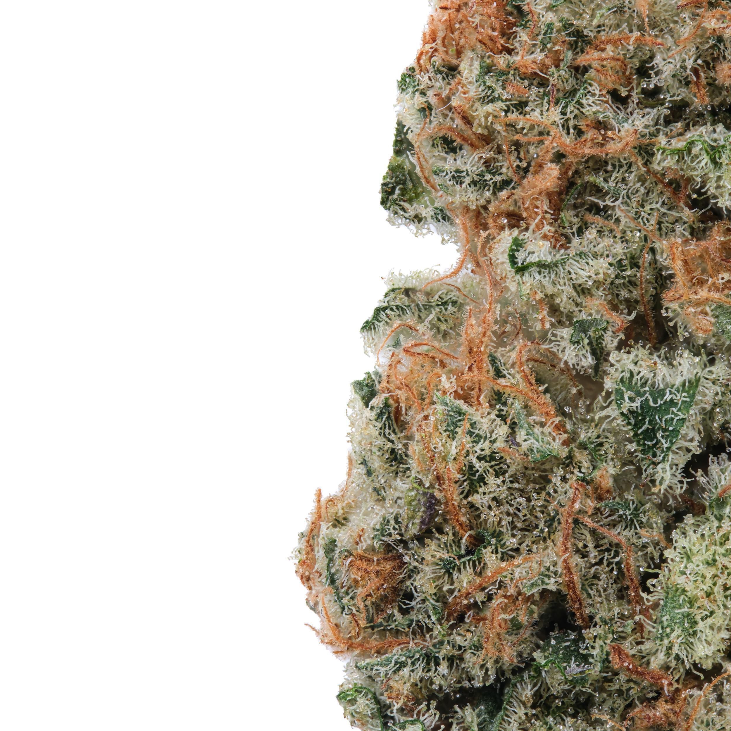 A gallery image for Grumpy Gorilla CBD Hydroponic Hemp Flower