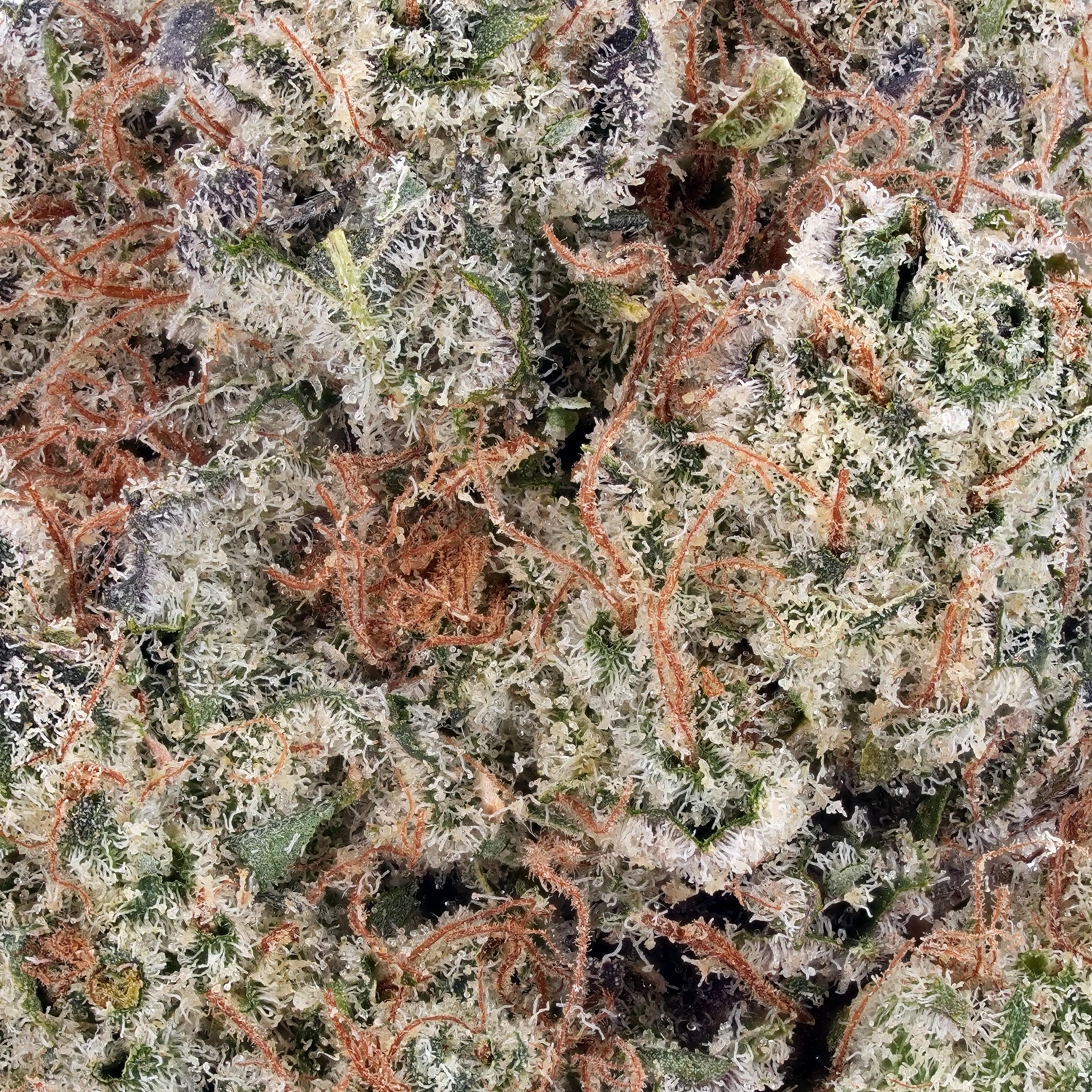 A gallery image for Galactic Funk CBD Hydroponic Hemp Flower