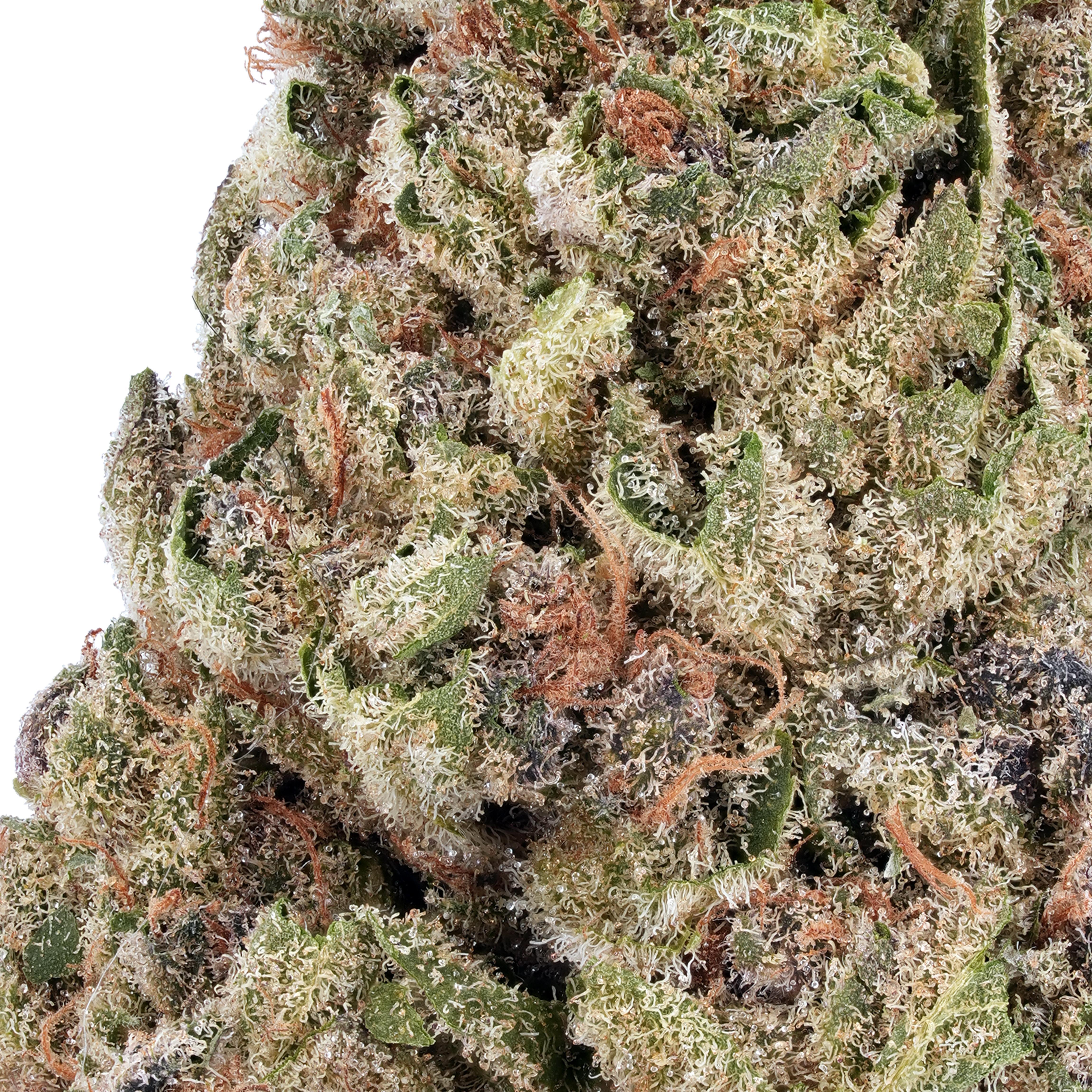 A gallery image for Bubba Glue THCa Flower