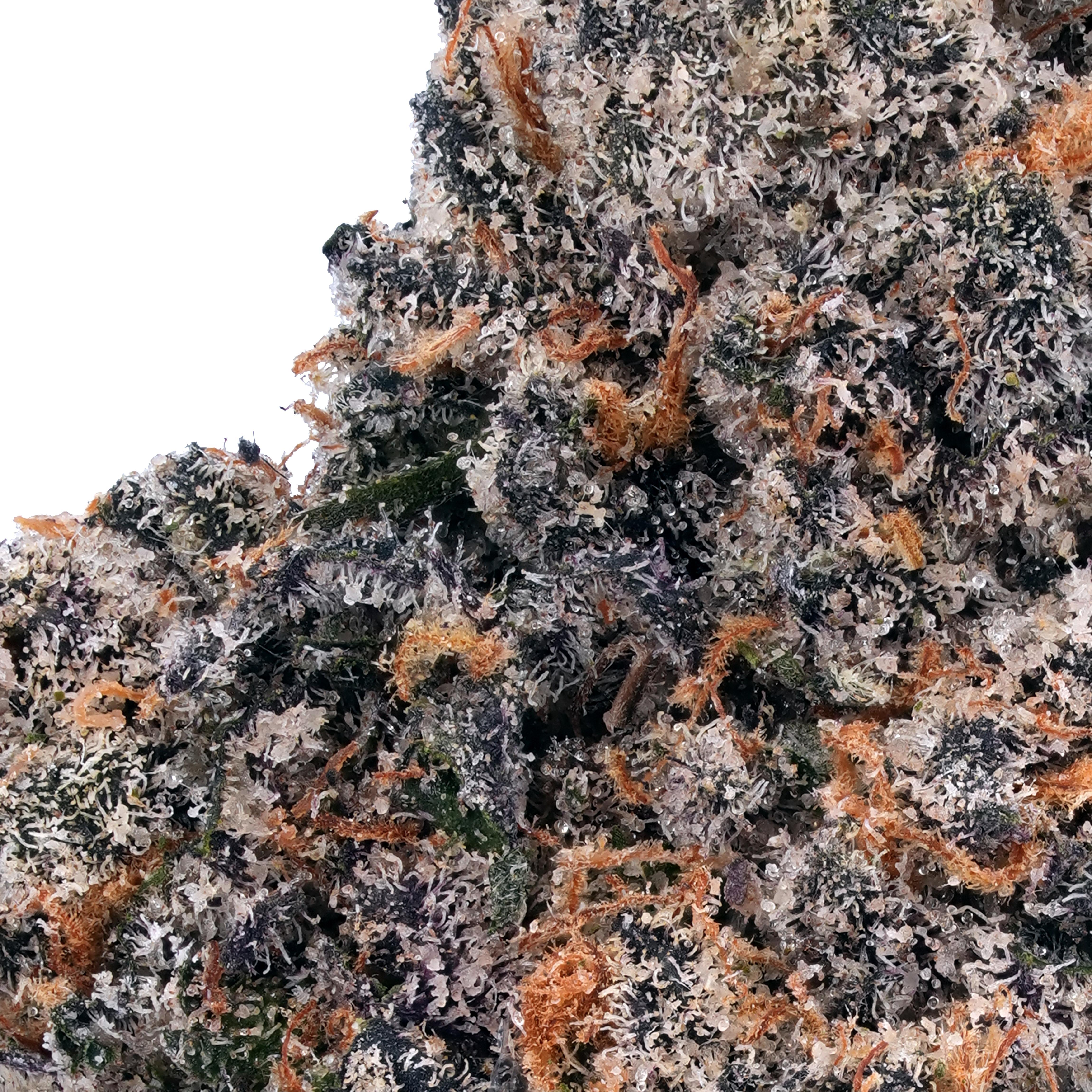 A gallery image for Acapulco Gold THCa Flower
