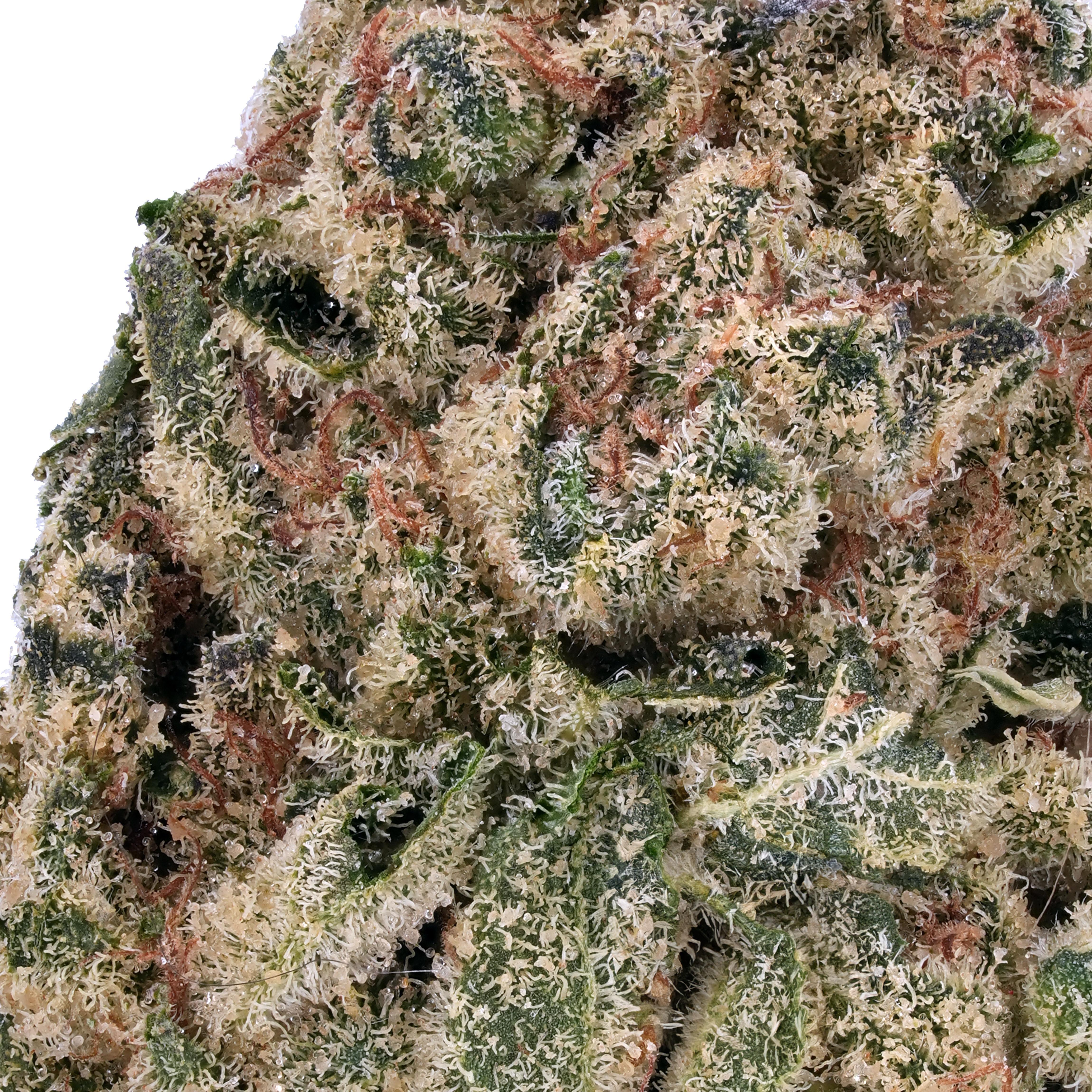A gallery image for Creamsicle THCa Flower