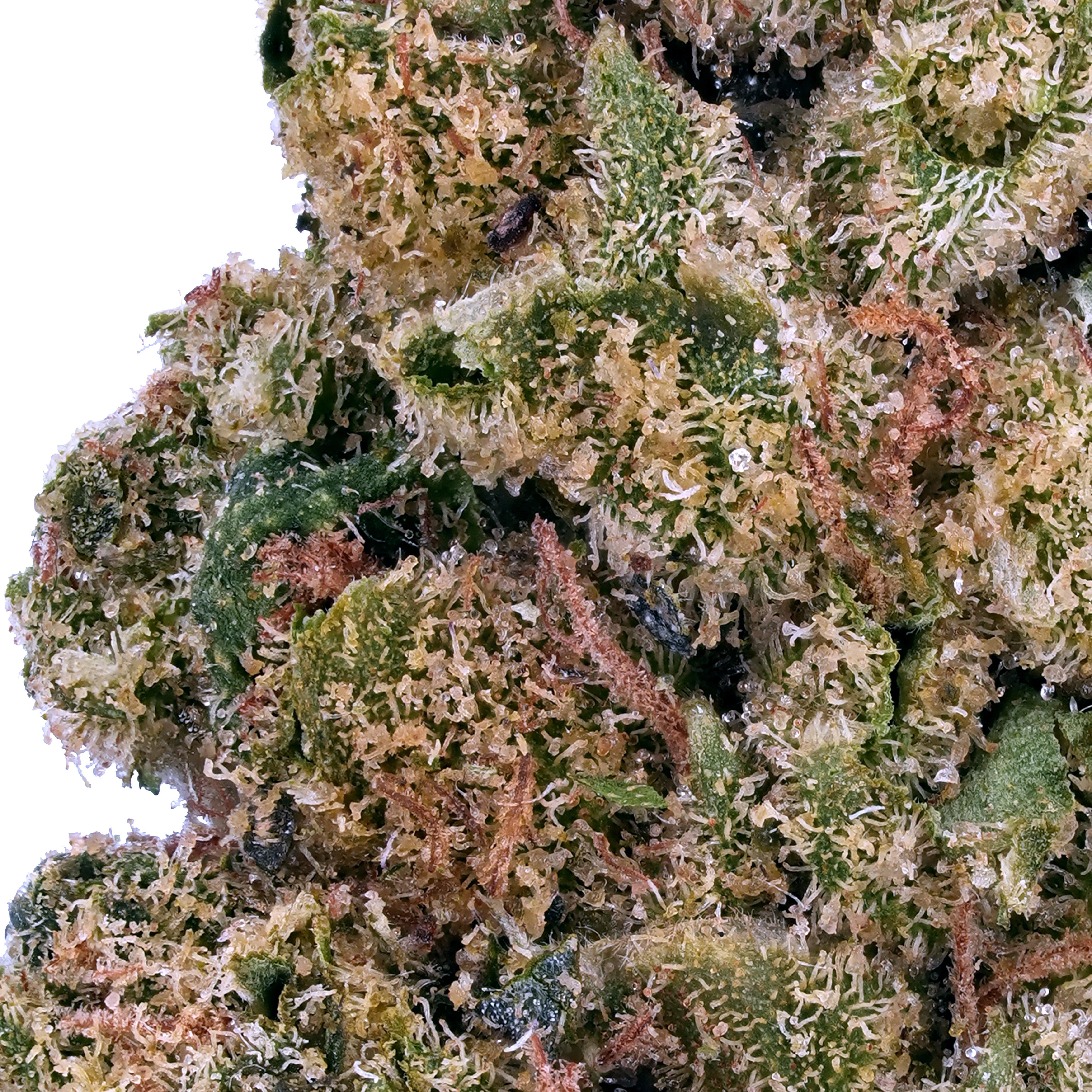A gallery image for Peanut Butter Breath THCa Flower