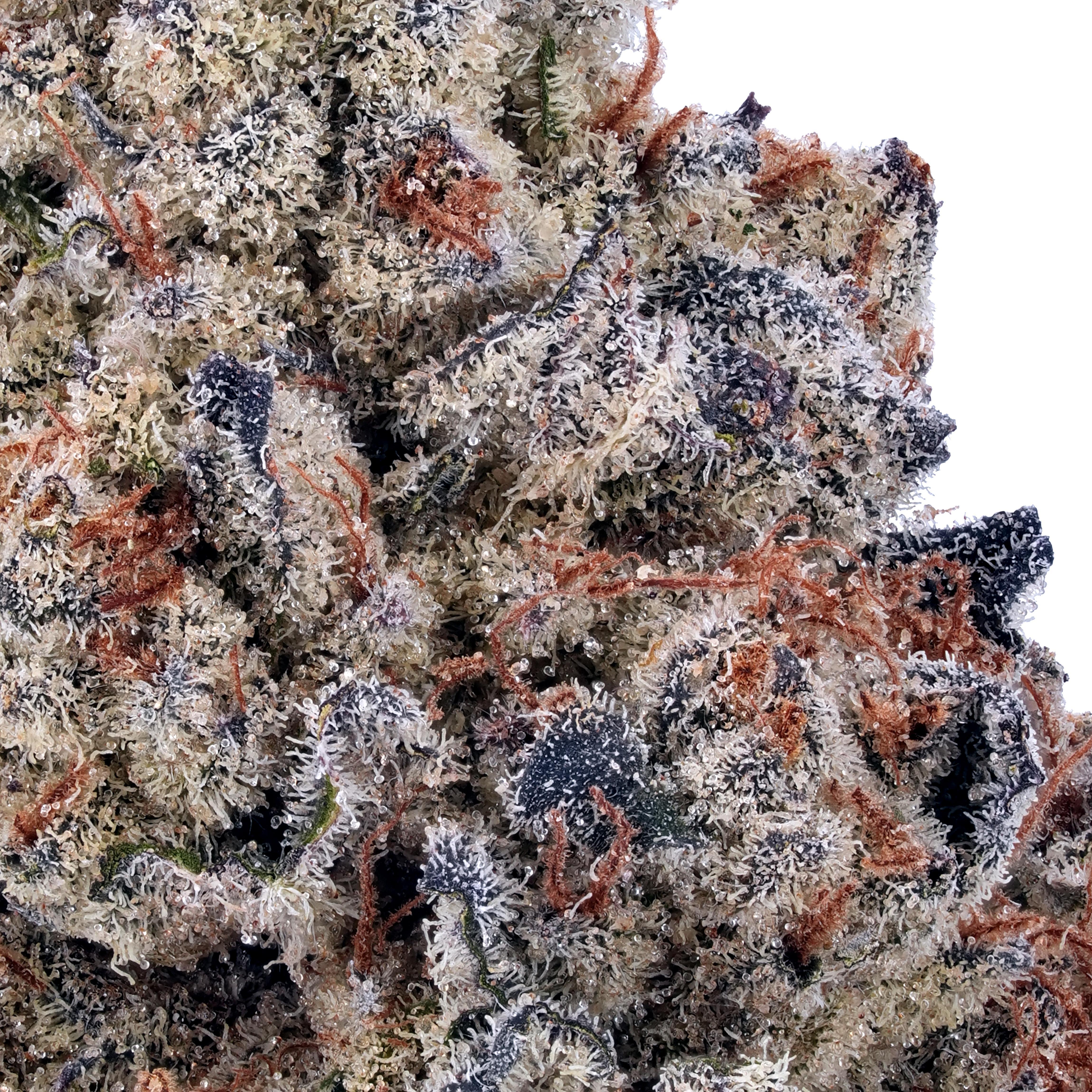 A gallery image for Cherry Chocolate Widow THCa Flower