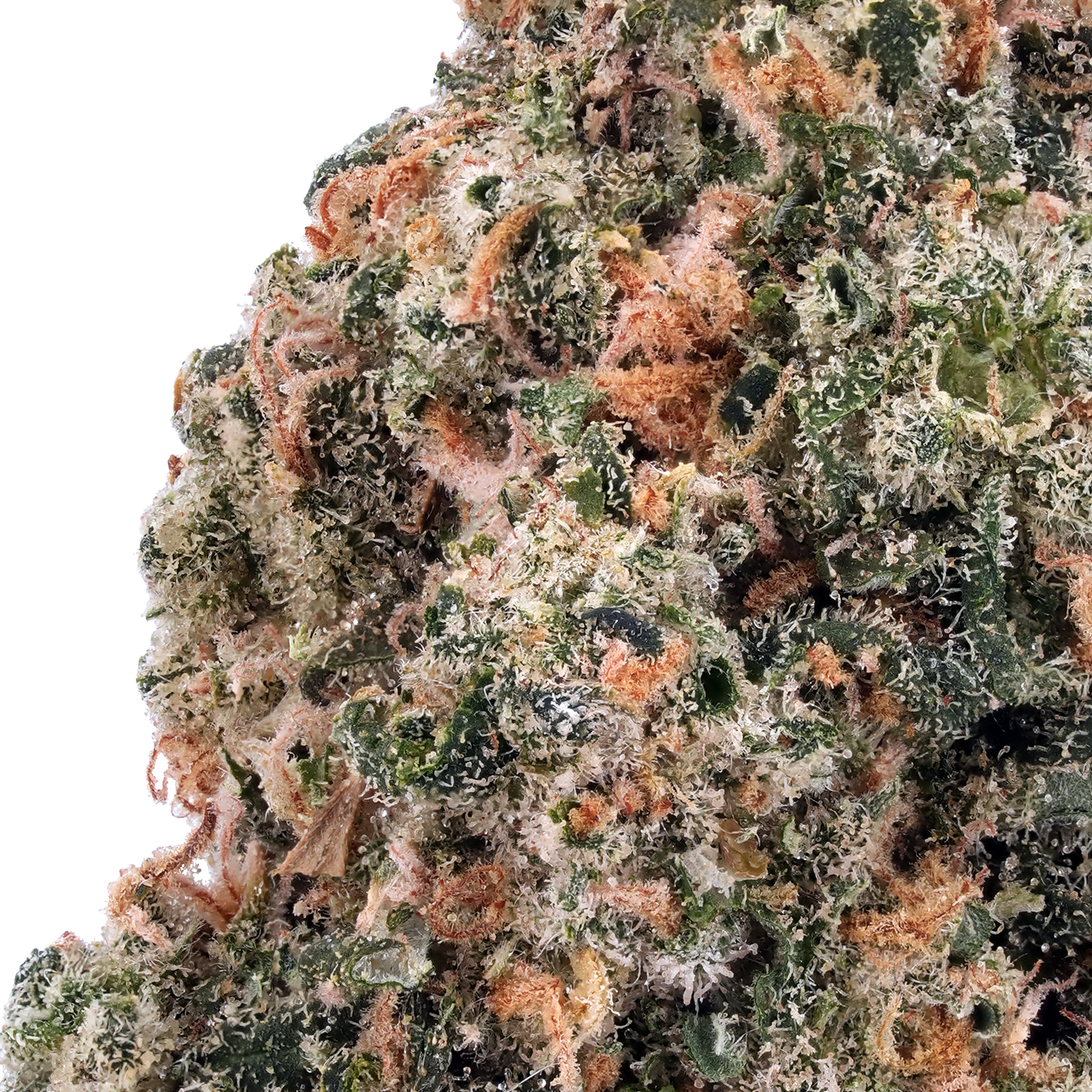 A gallery image for Jack Herer THCa Flower