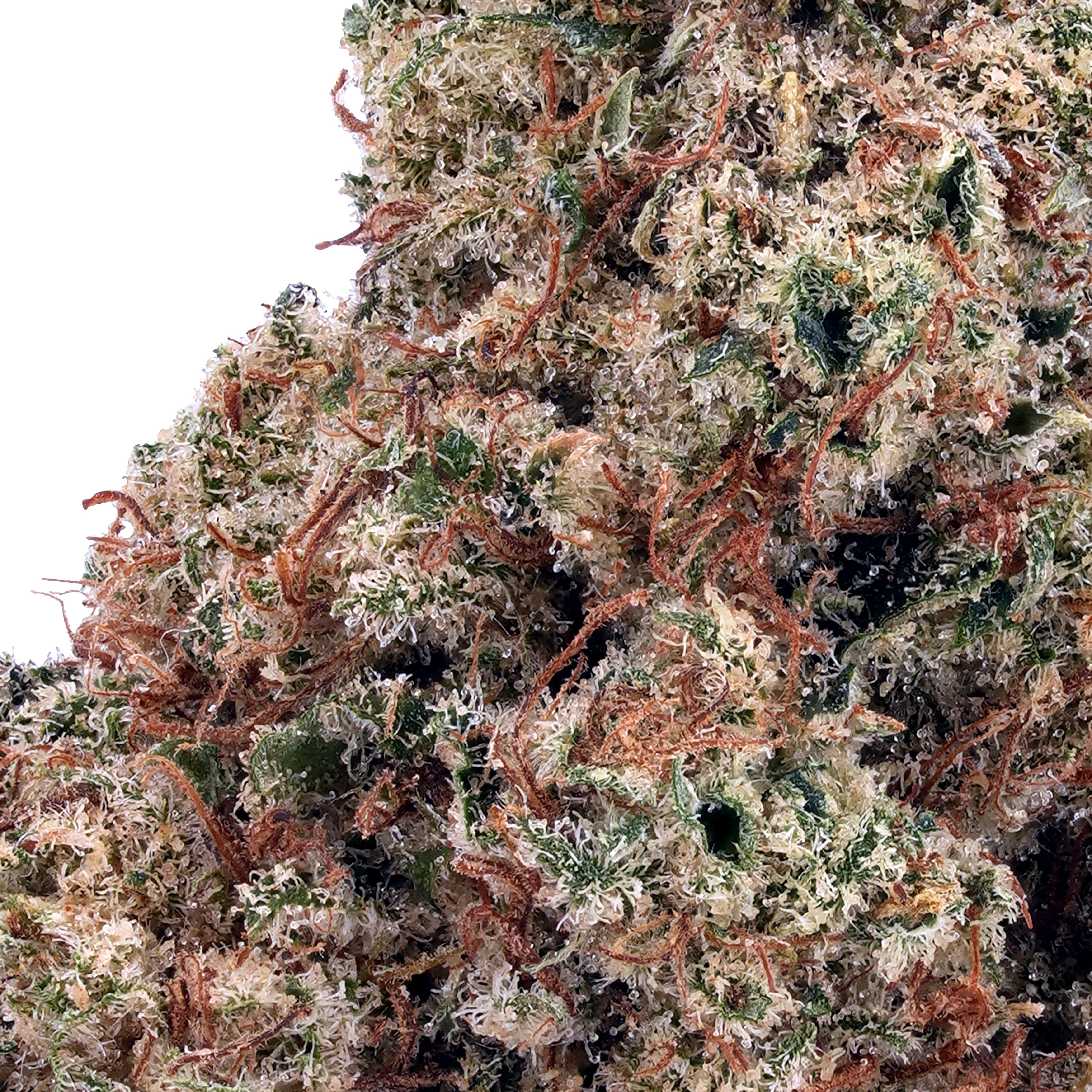 A gallery image for Banana Bread CBD Hydroponic Hemp Flower