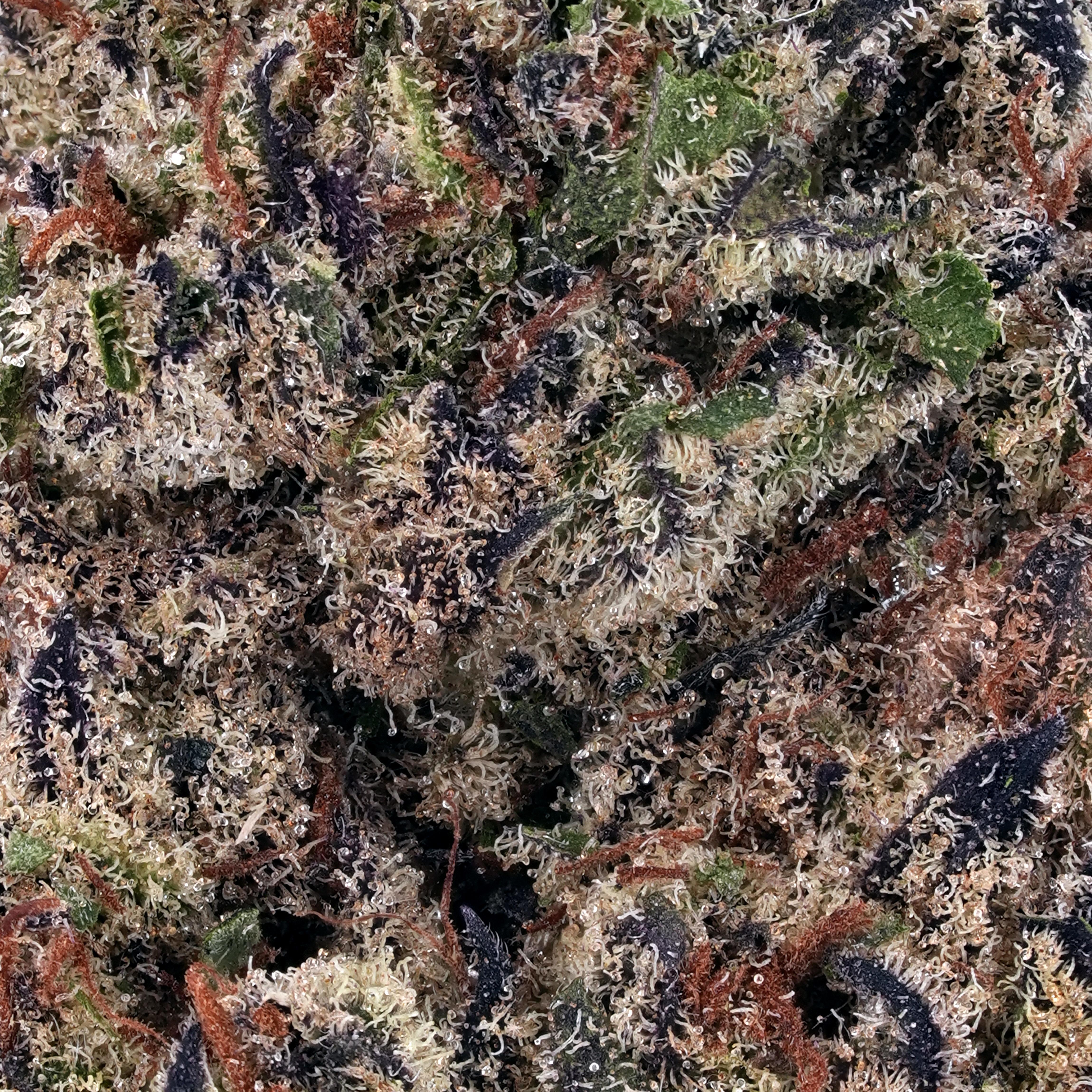A gallery image for Blueberry Space Cake THCa Flower