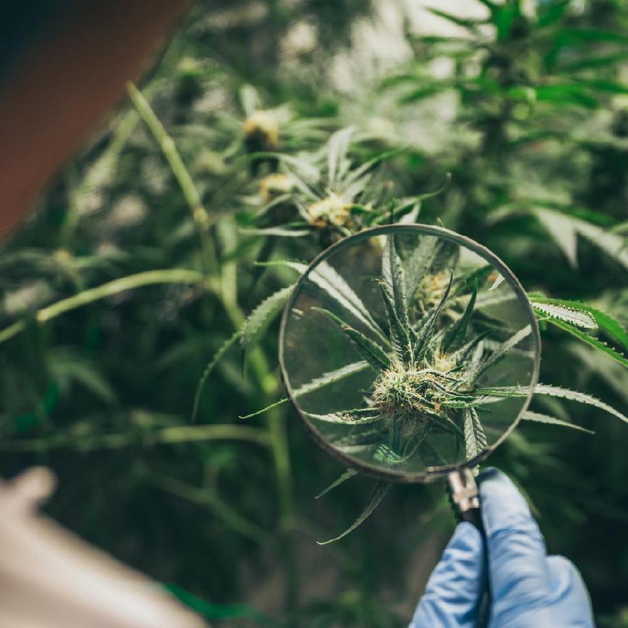 Is Your Weed Safe? How Safe? Image