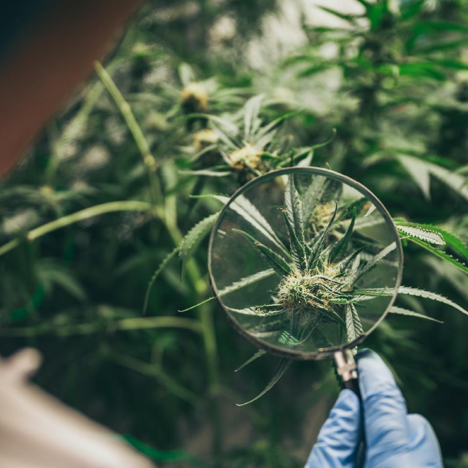 Is Your Weed Safe? How Safe? Image
