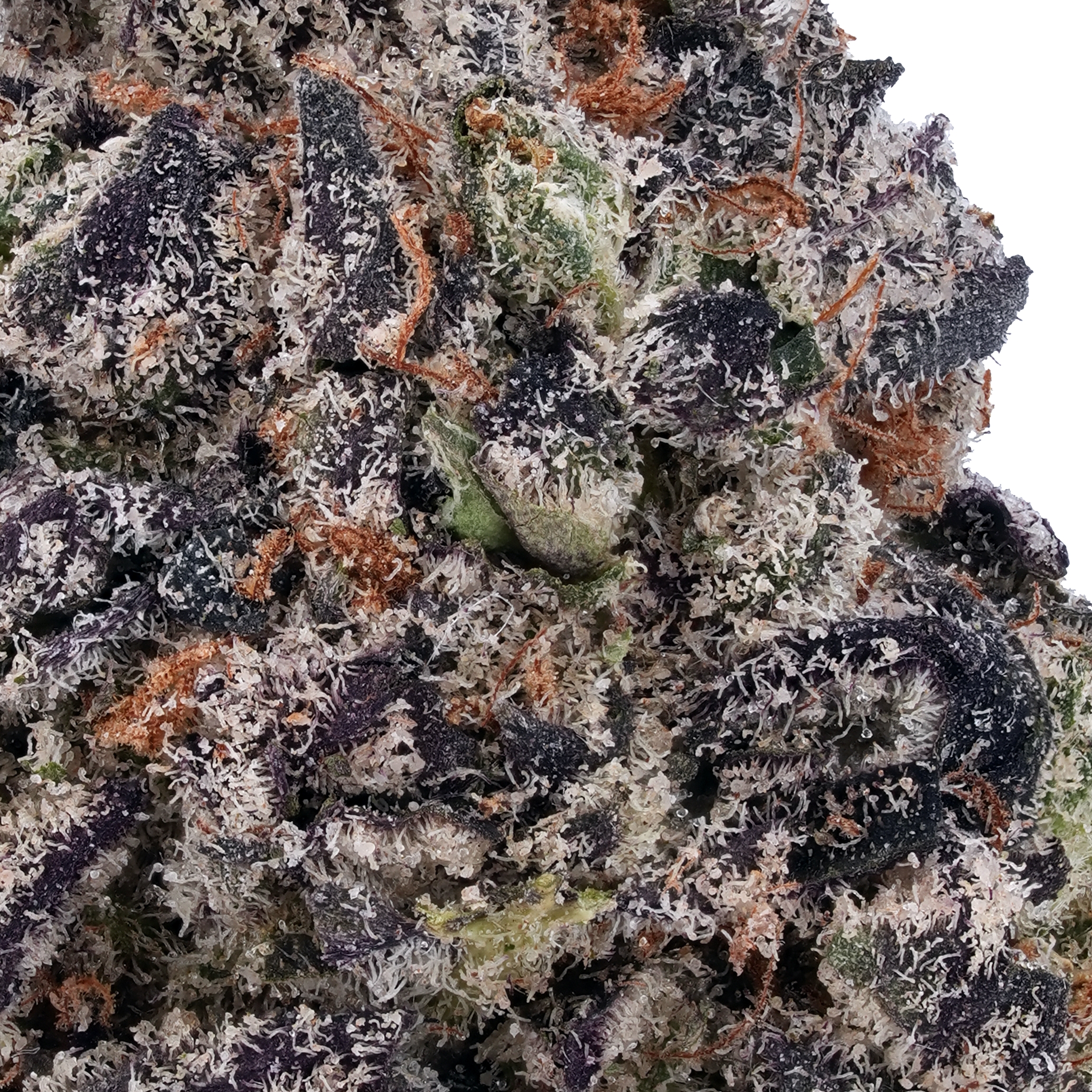 A gallery image for Blue Cookies THCa Flower