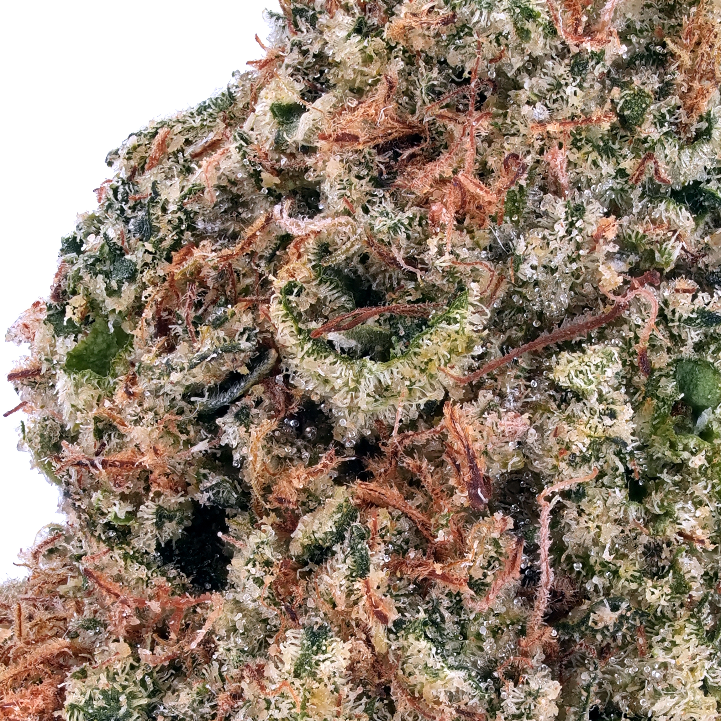 A gallery image for Apple Pie CBD Hydroponic Hemp Flower