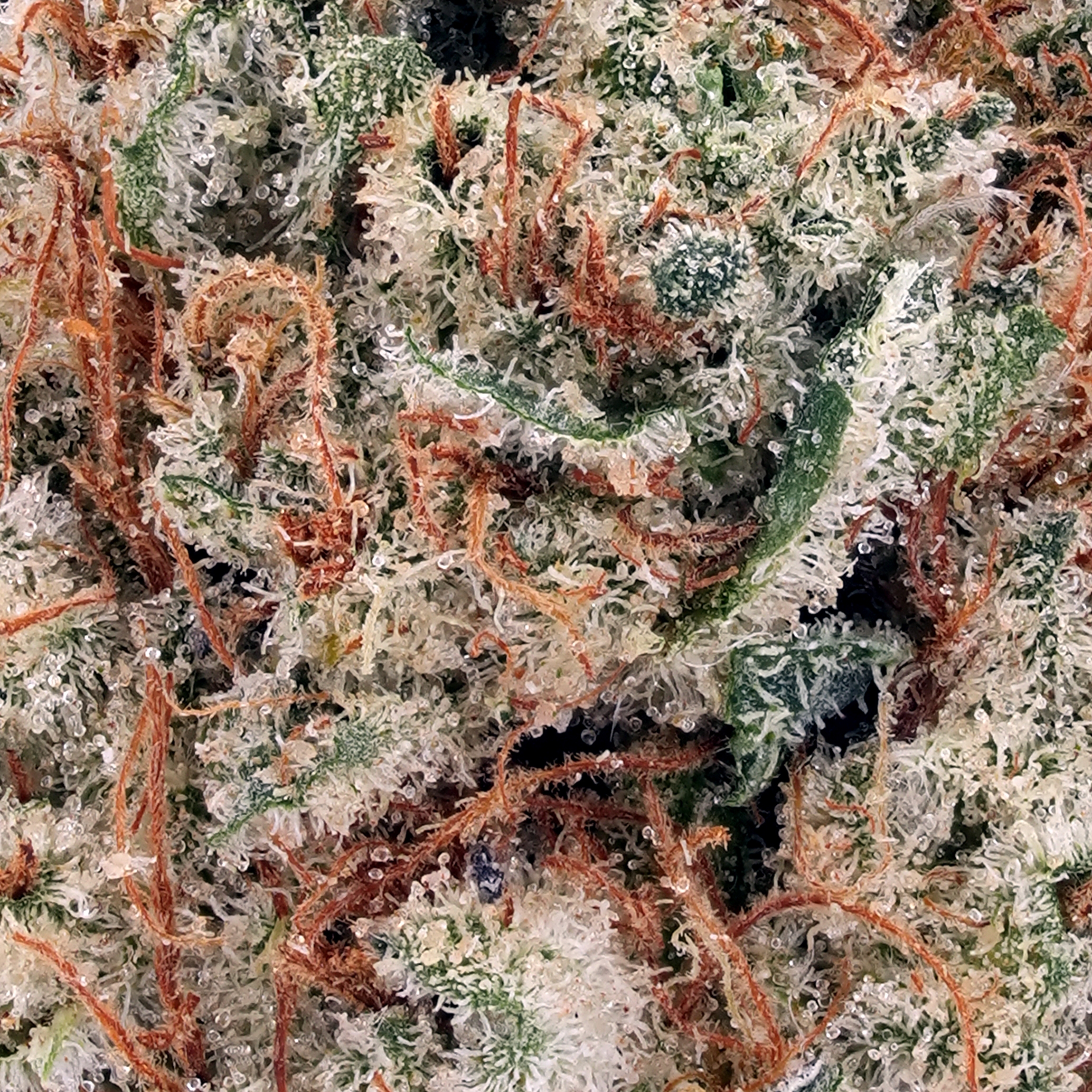 A gallery image for Banana Bread CBD Hydroponic Hemp Flower