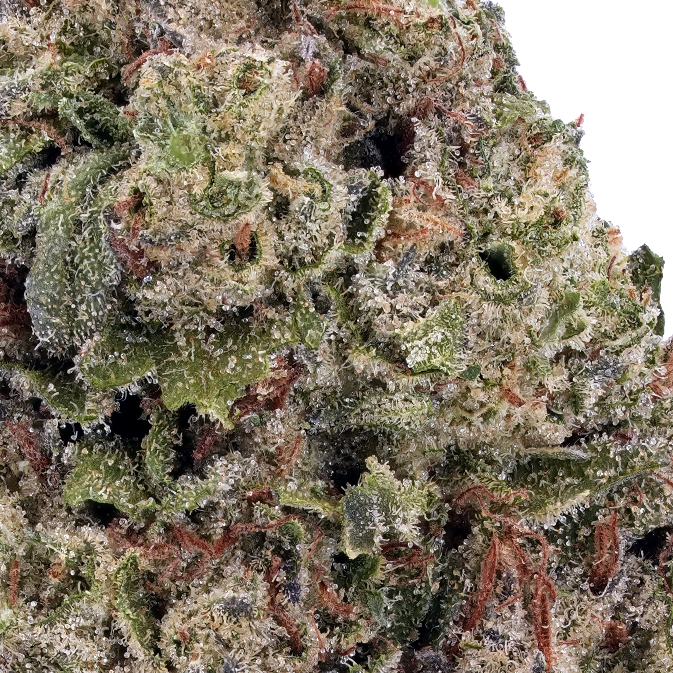 A gallery image for Blue Cheese THCa Flower