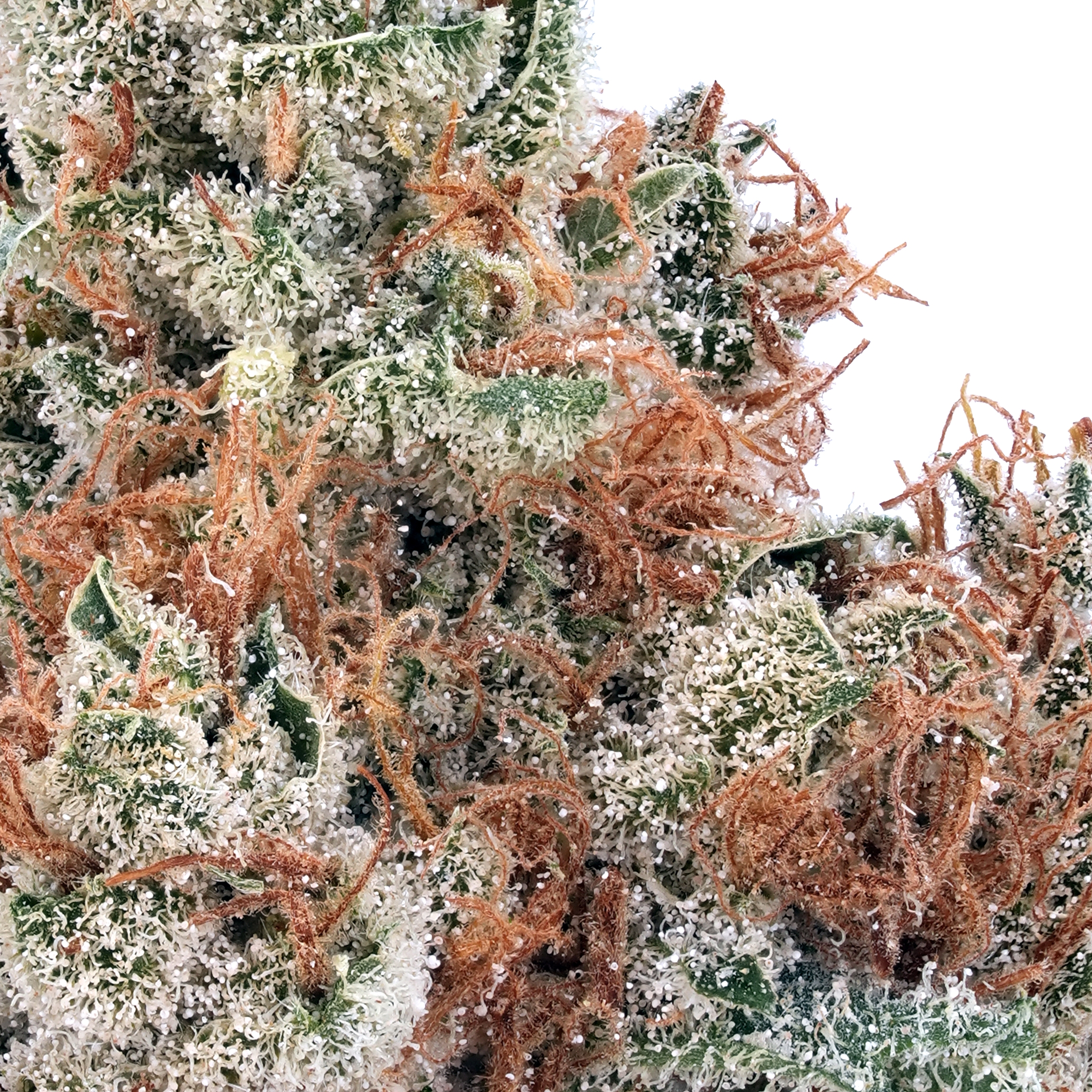 A gallery image for Frosted Cake CBG Hydroponic Hemp Flower