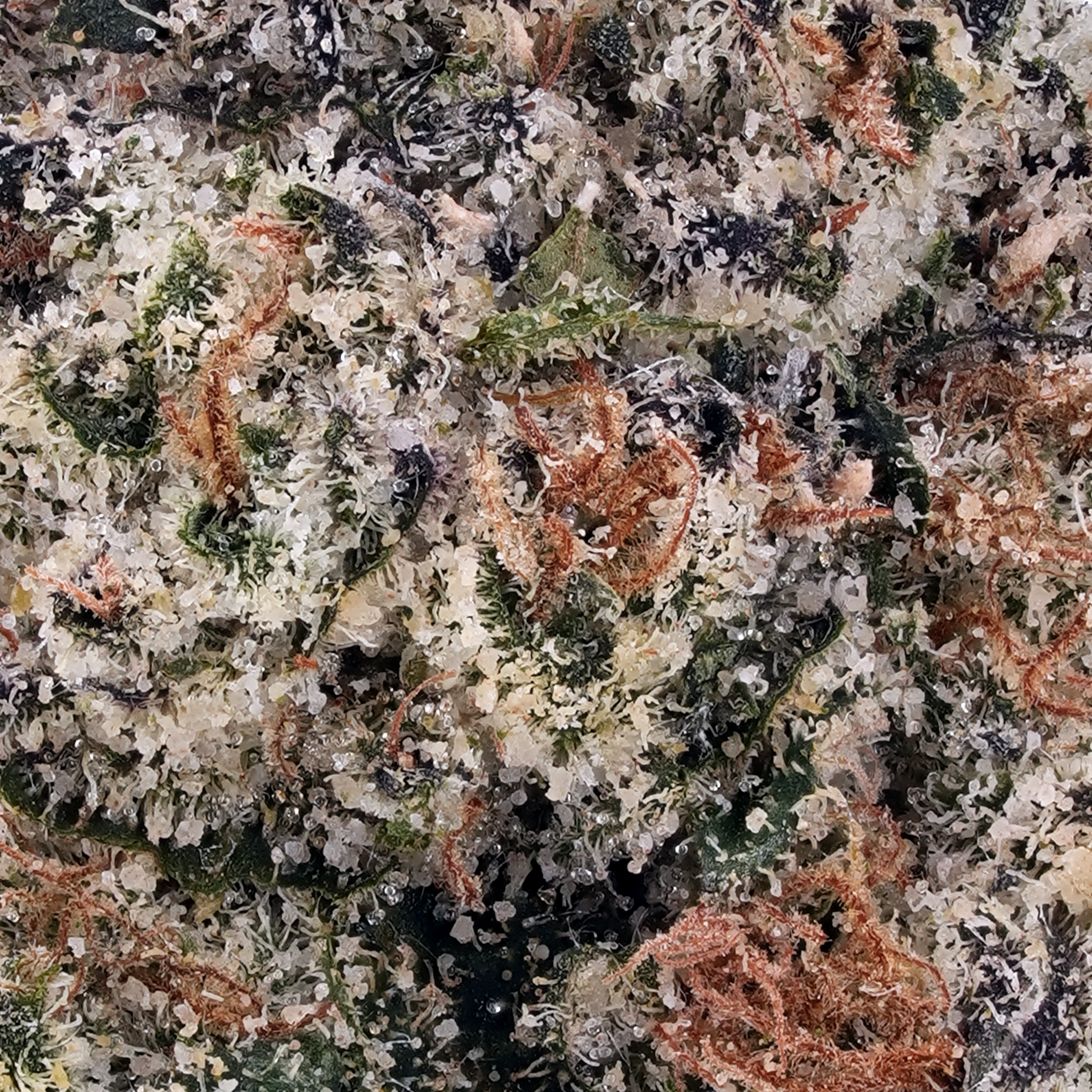 A gallery image for Green Crack THCa Flower
