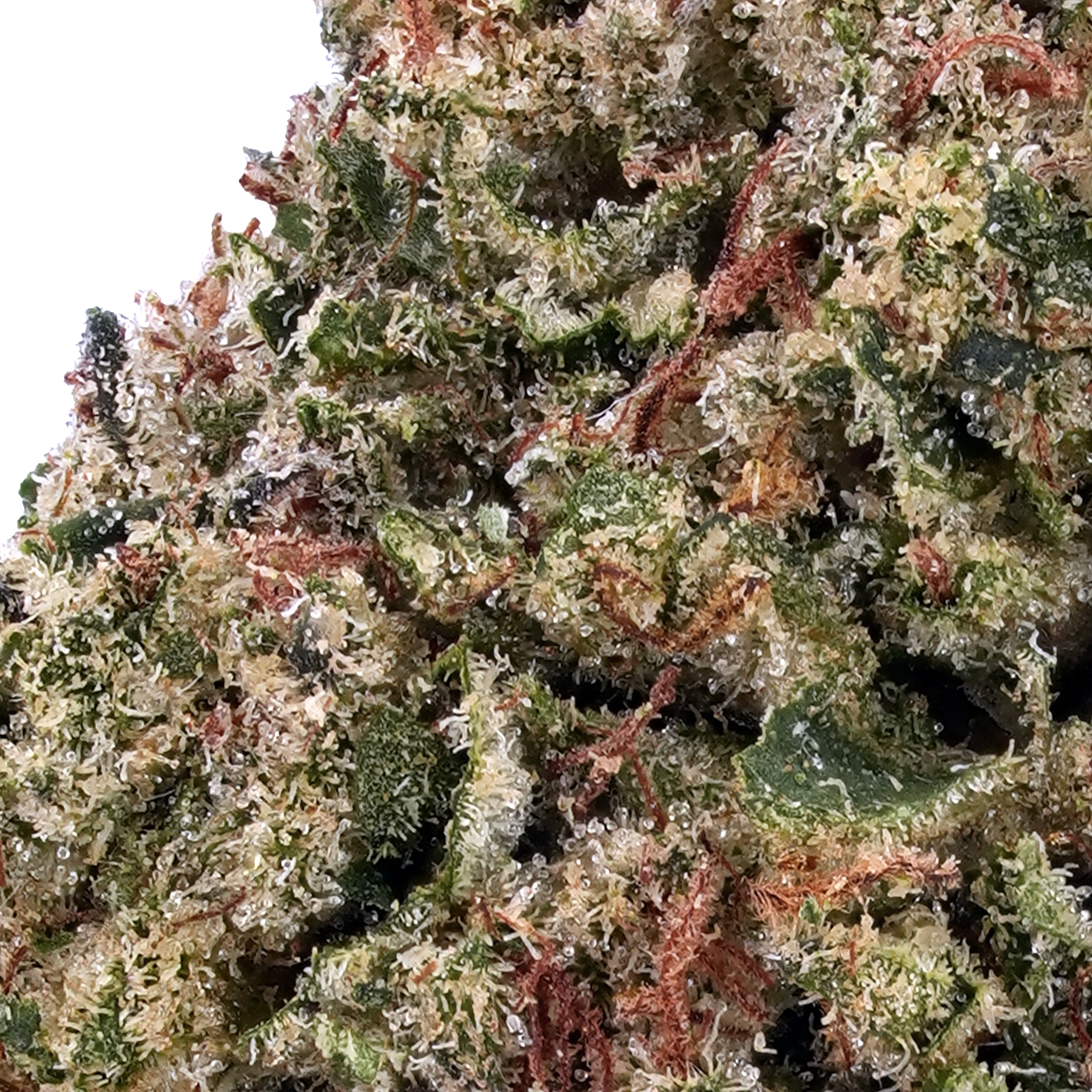 A gallery image for Lemon Diesel THCa Flower