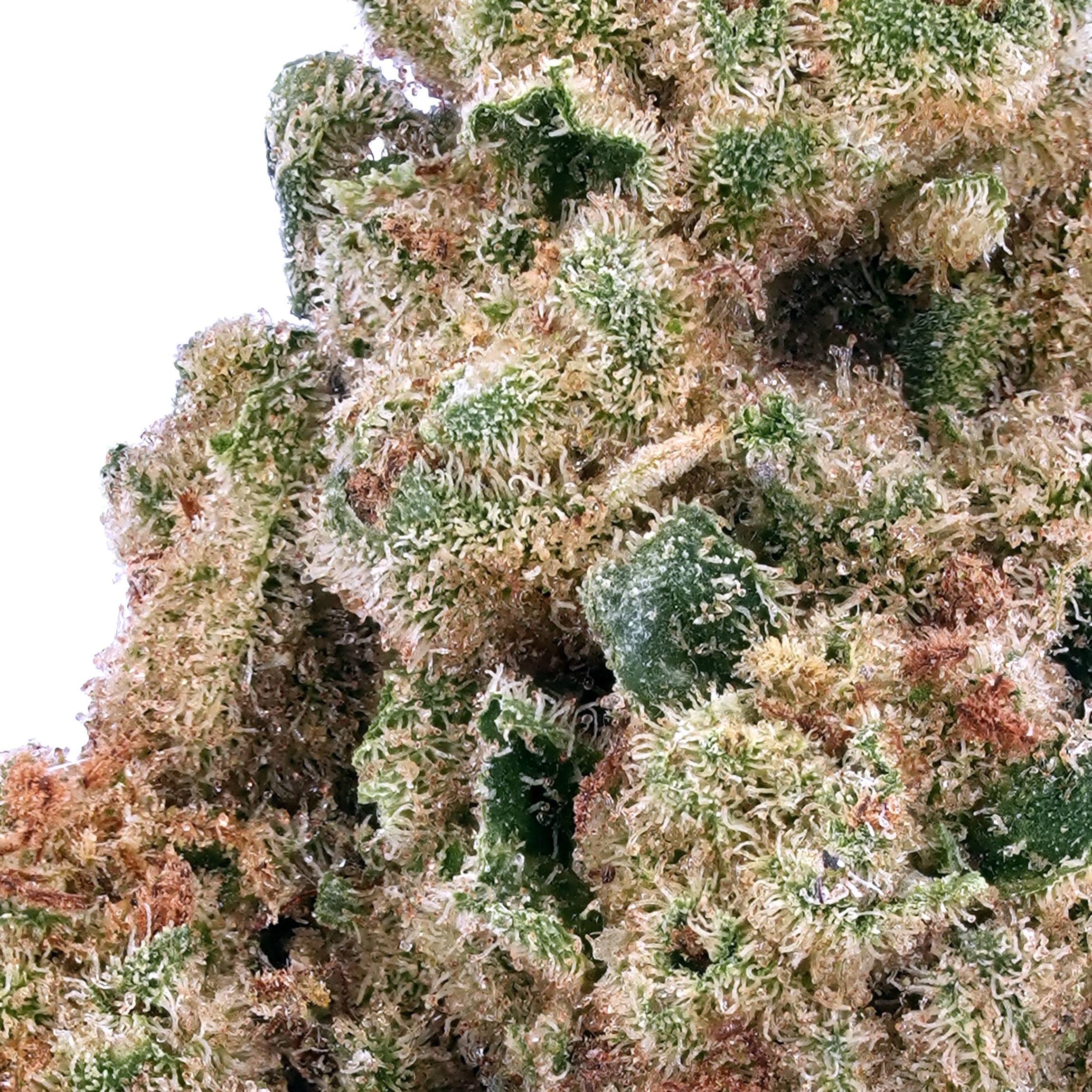 A gallery image for Raspberry Kush THCa Flower
