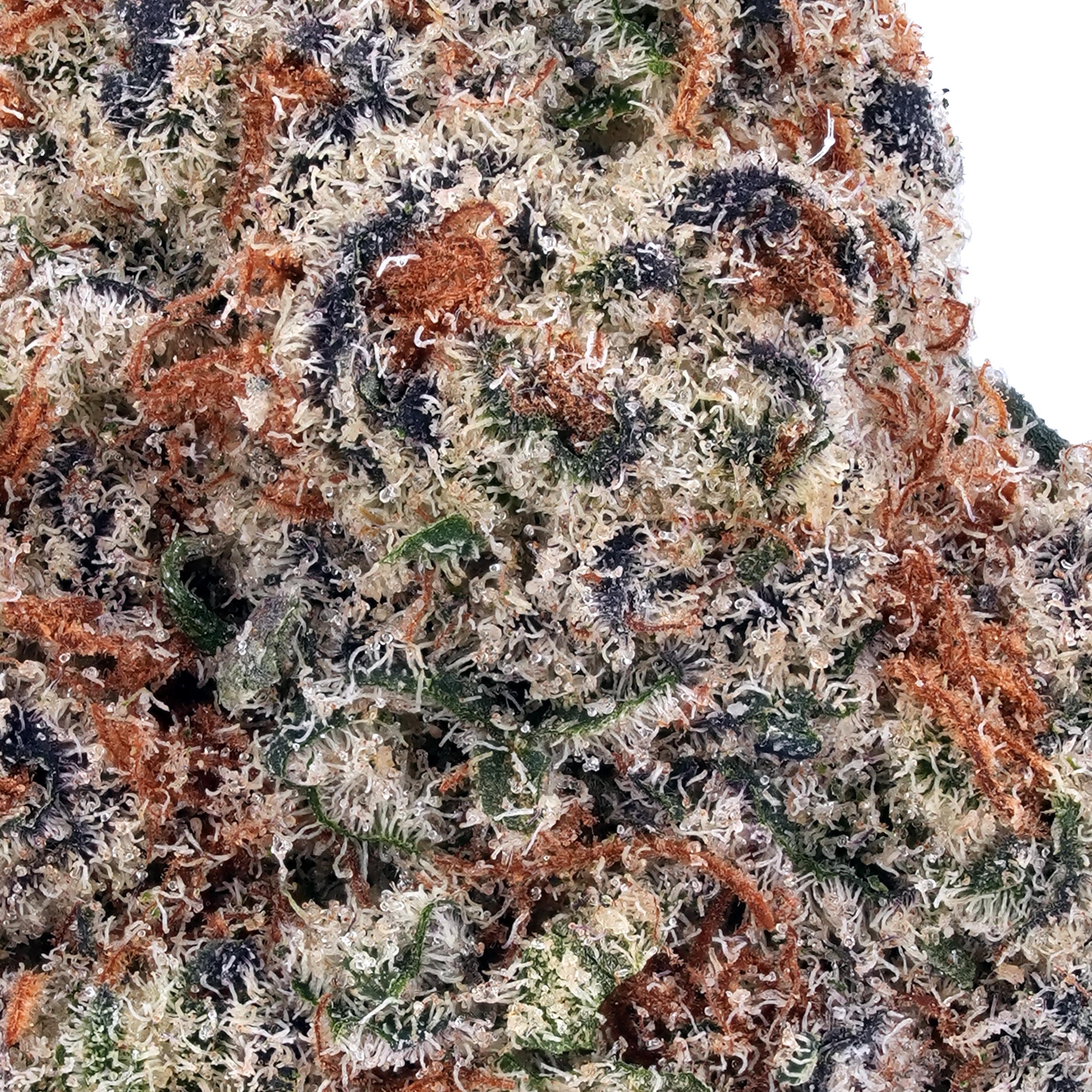 A gallery image for Strawberry Guava THCa Flower