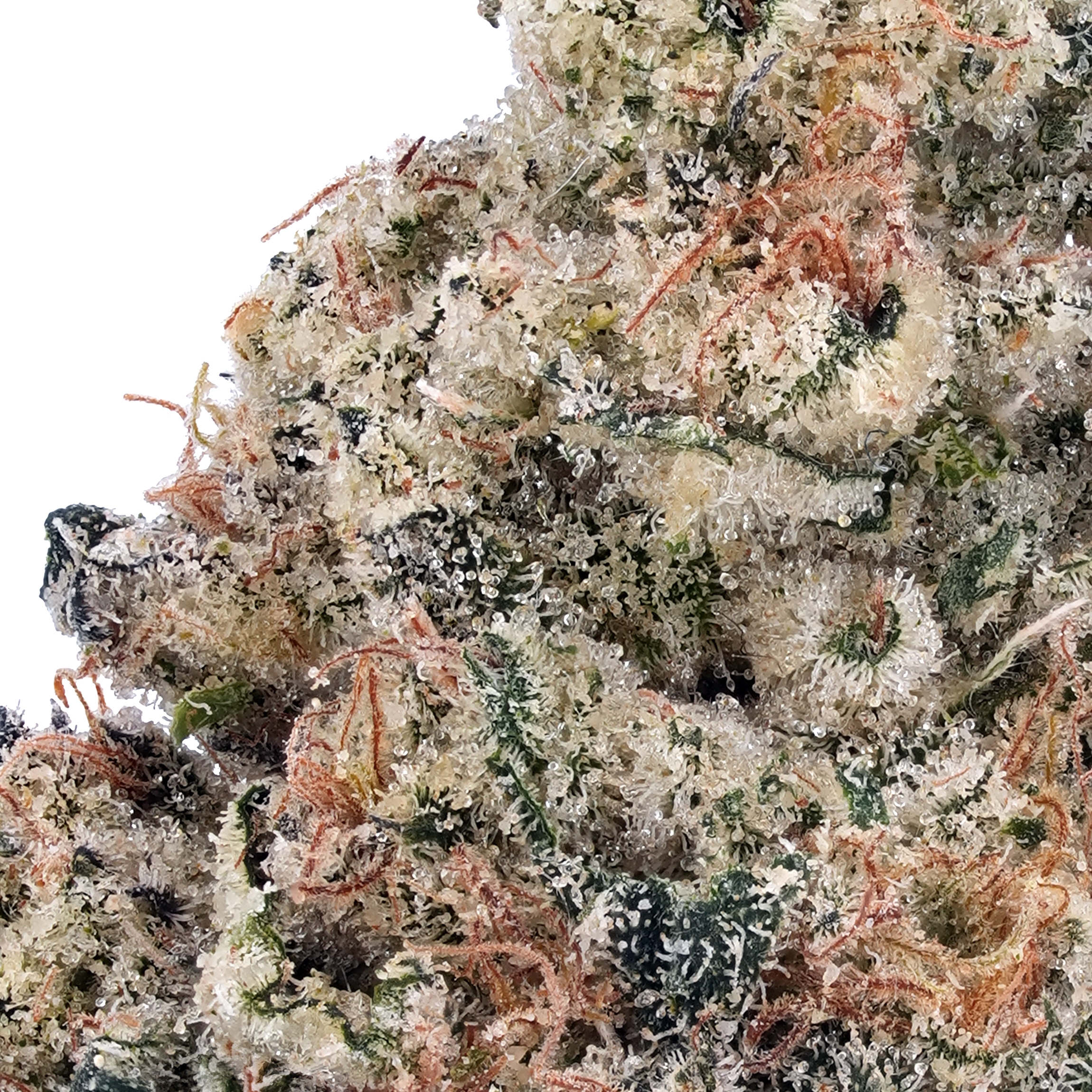 A gallery image for White Rainbow THCa Flower