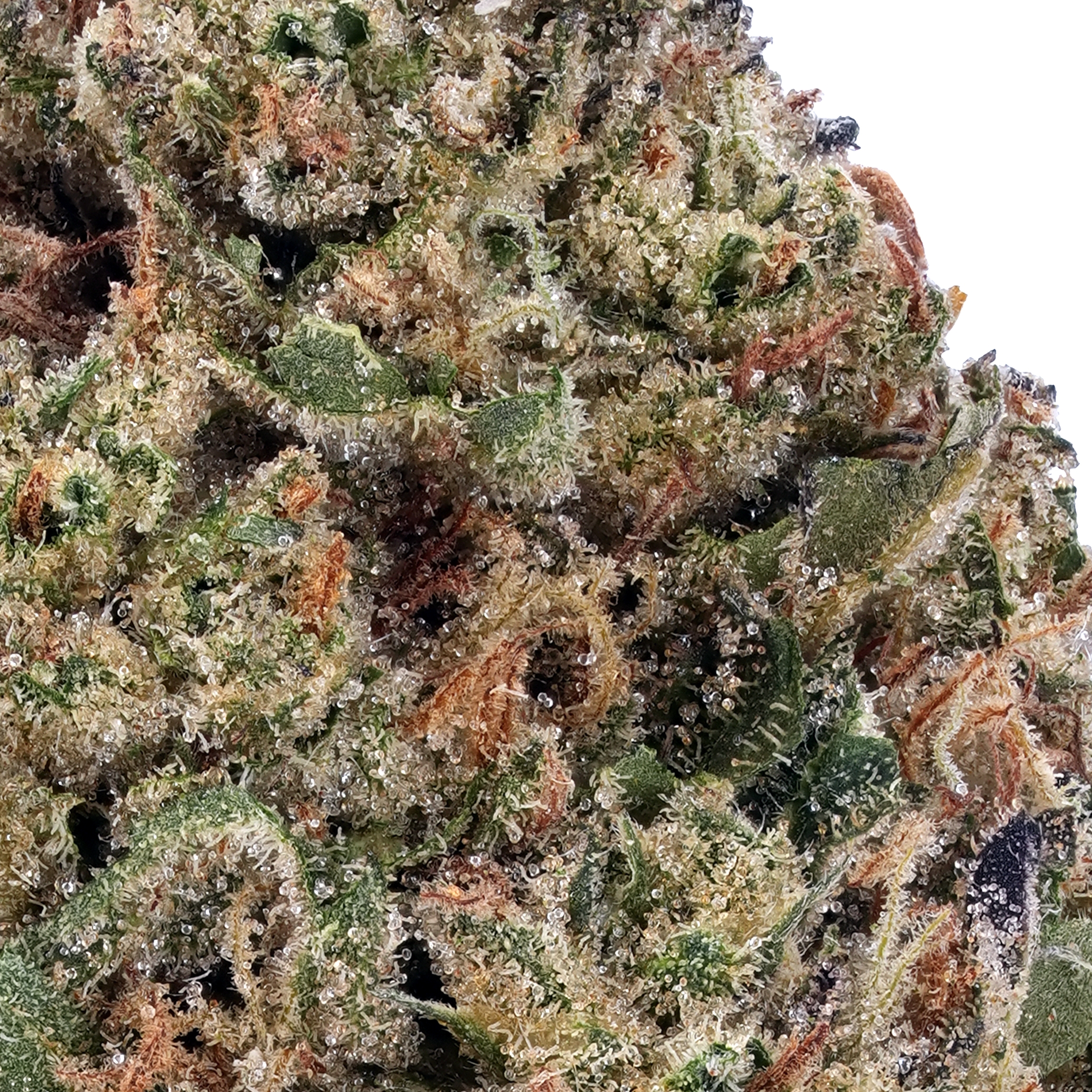 A gallery image for 9 Pound Hammer THCa Flower