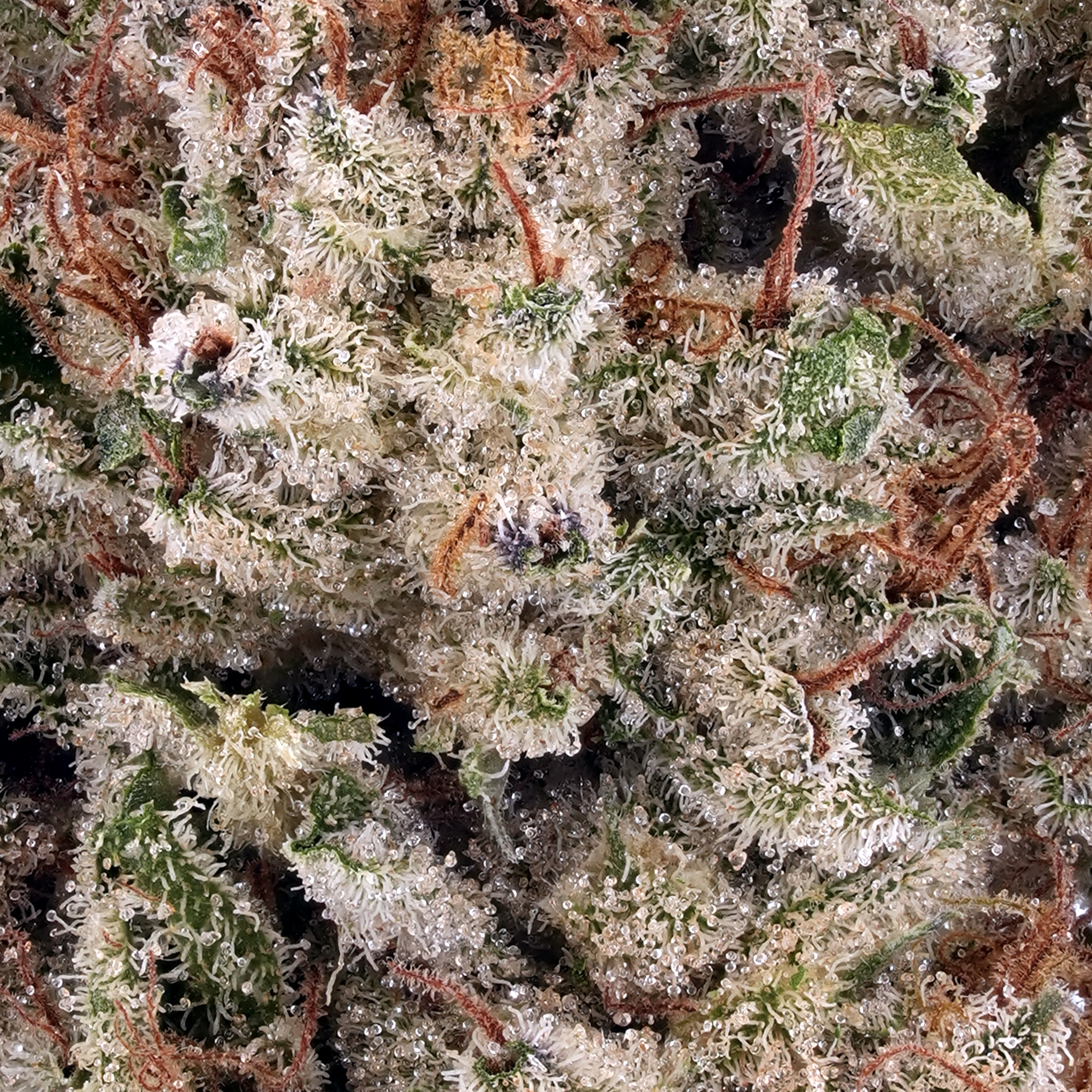 Cereal Milk THCa Flower - Arete | Premium Cannabis Products
