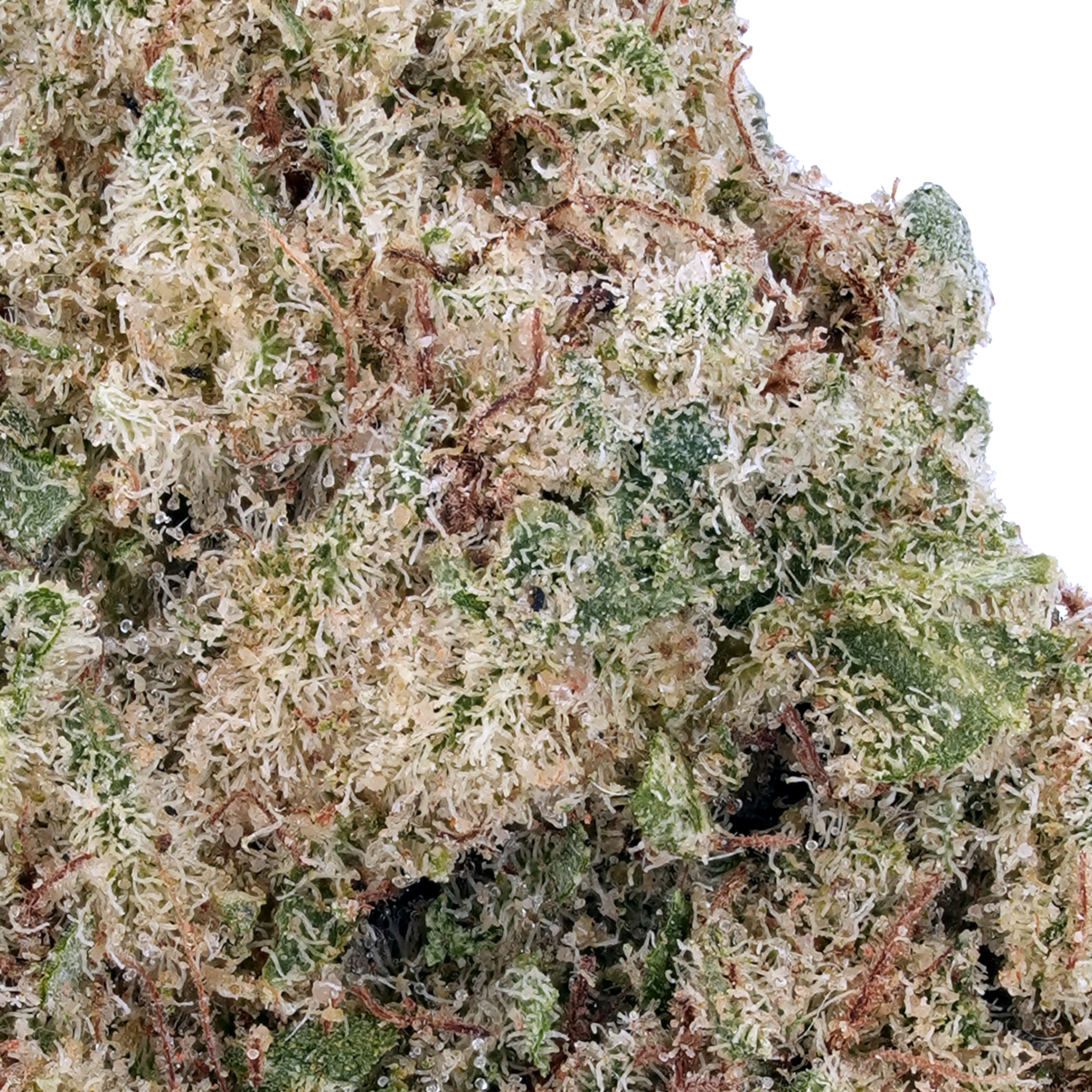 A gallery image for Miracle Alien Cookies THCa Flower