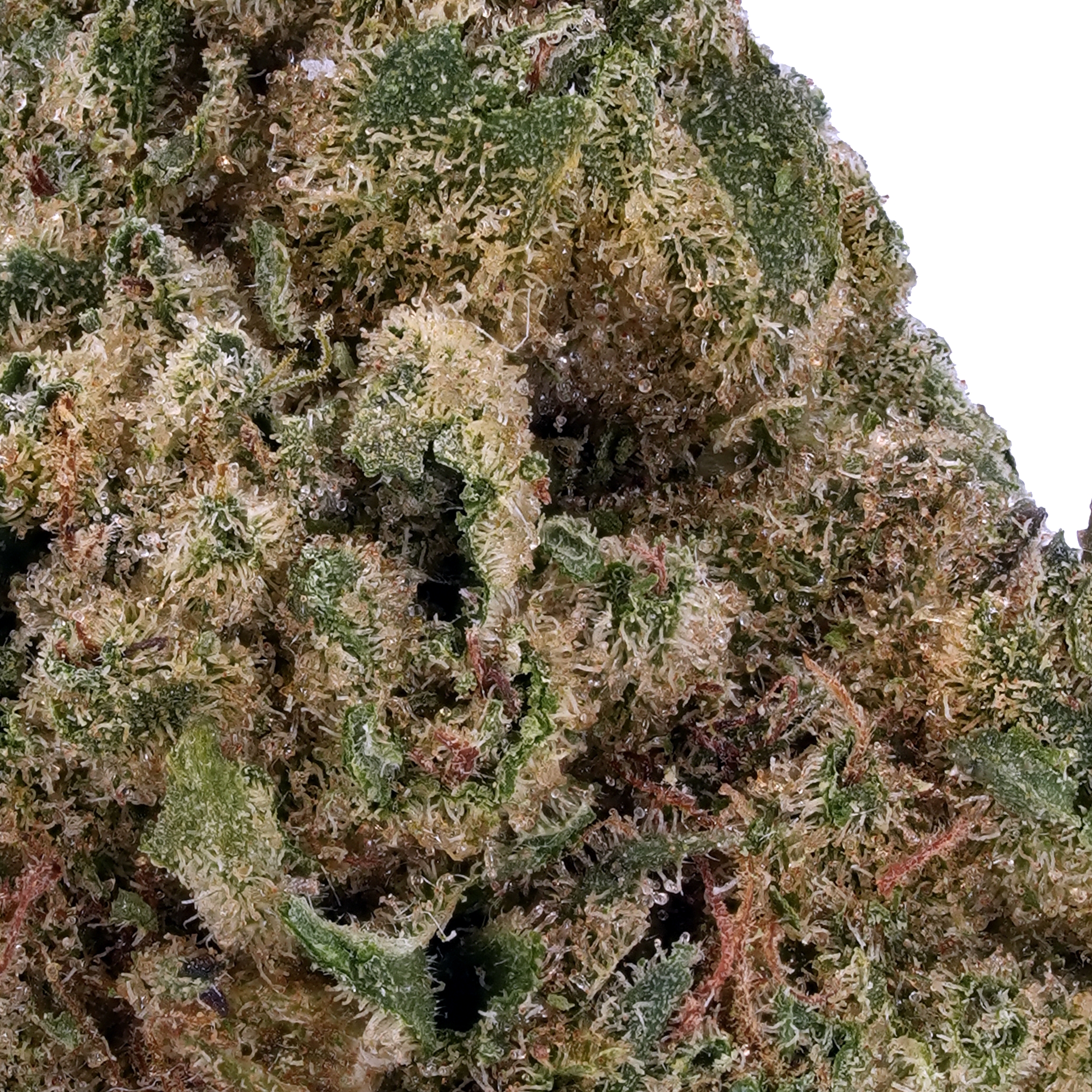 A gallery image for Tangie THCa Flower