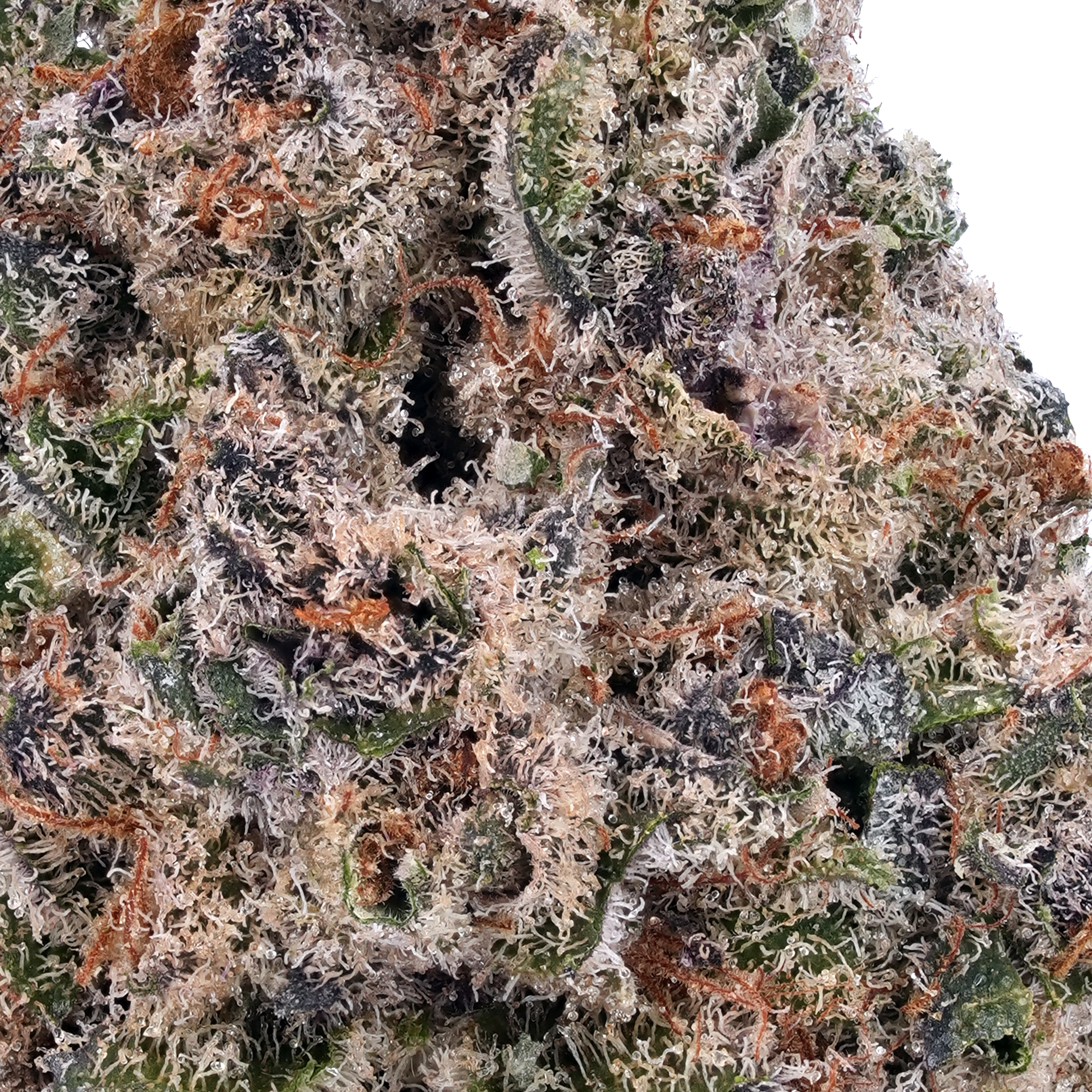 A gallery image for Agent Orange THCa Flower