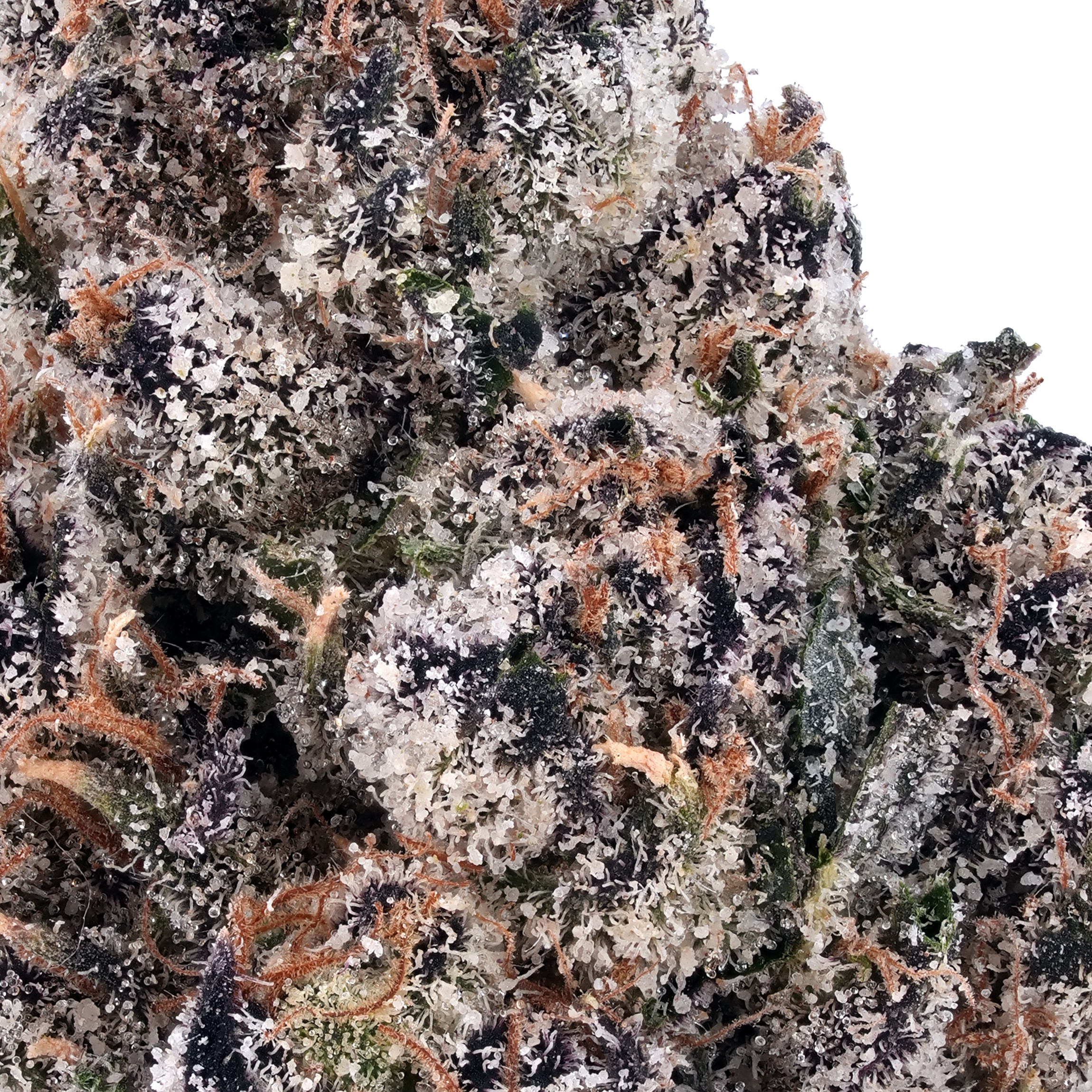A gallery image for Blue Dream THCa Flower