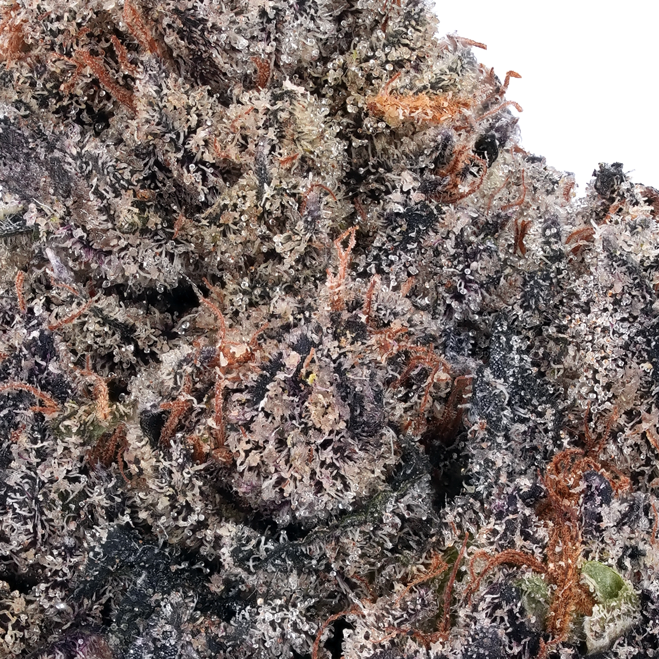 A gallery image for Blueberry Slushie THCa Flower
