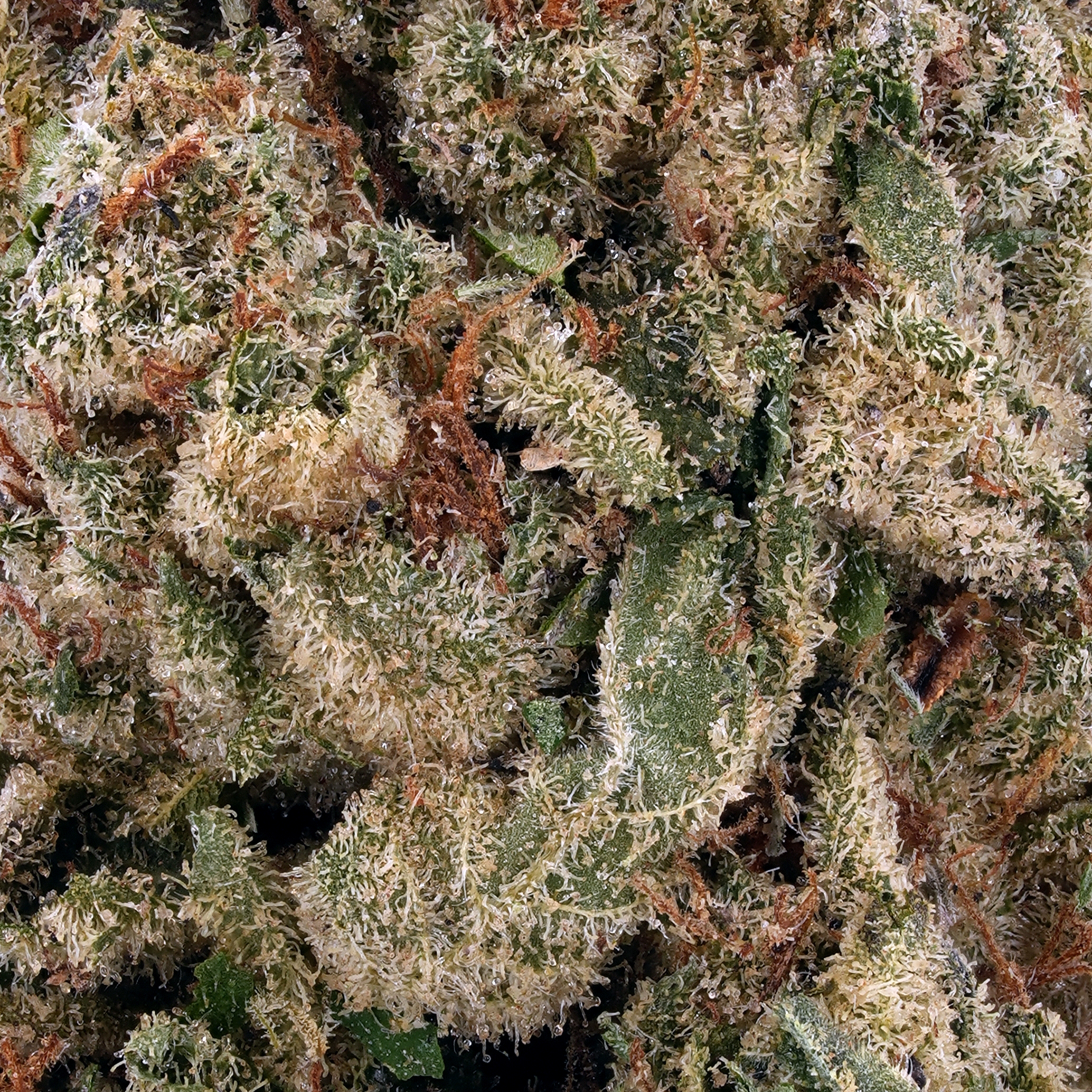 A gallery image for Cheetah Piss THCa Flower
