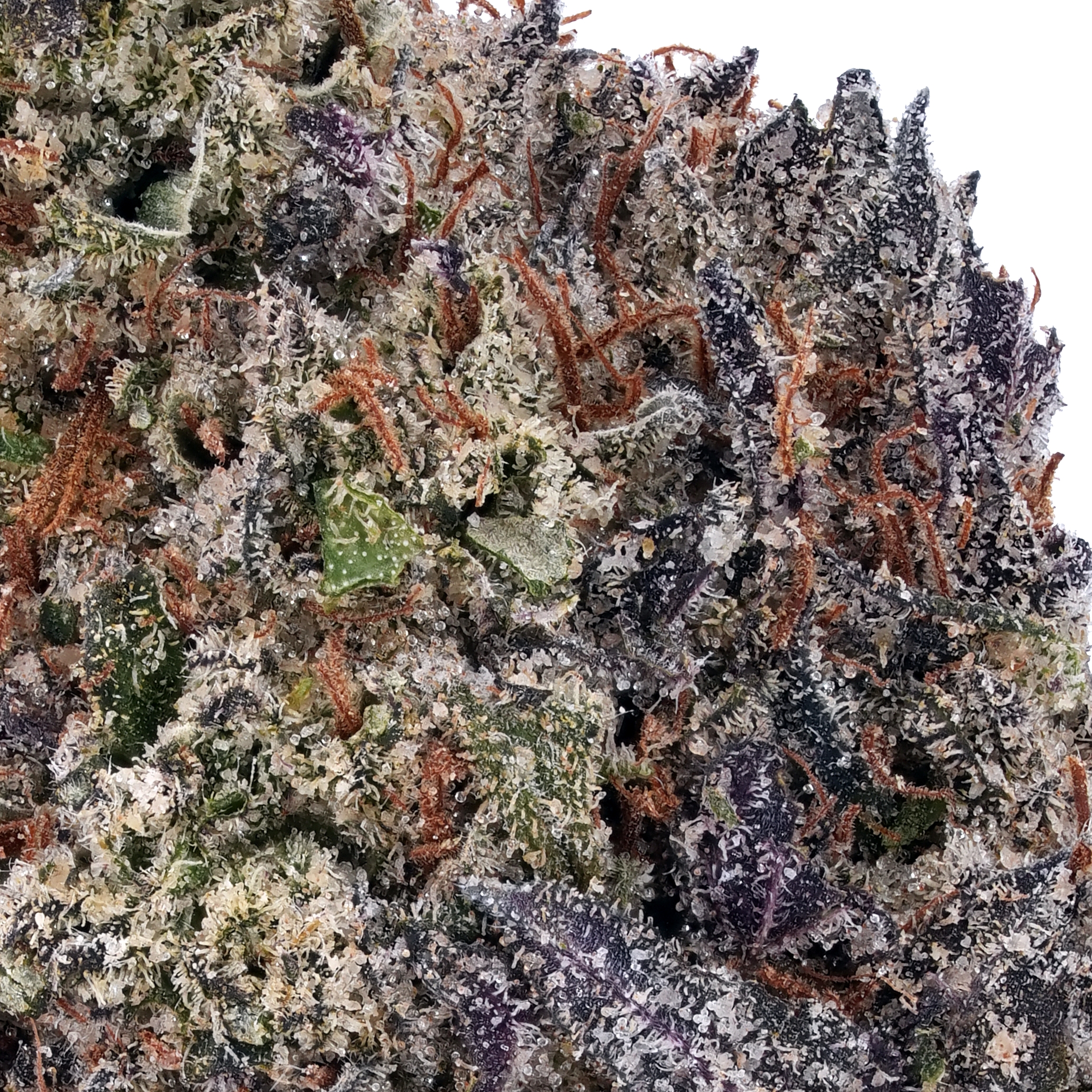 A gallery image for Headband THCa Flower