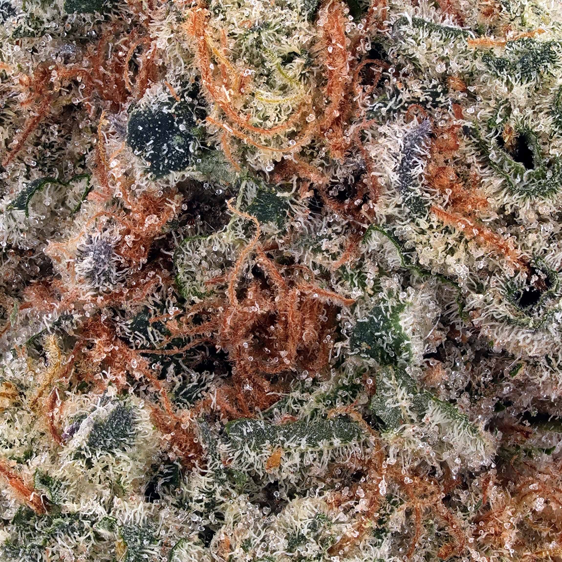A gallery image for Lamb’s Bread THCa Flower