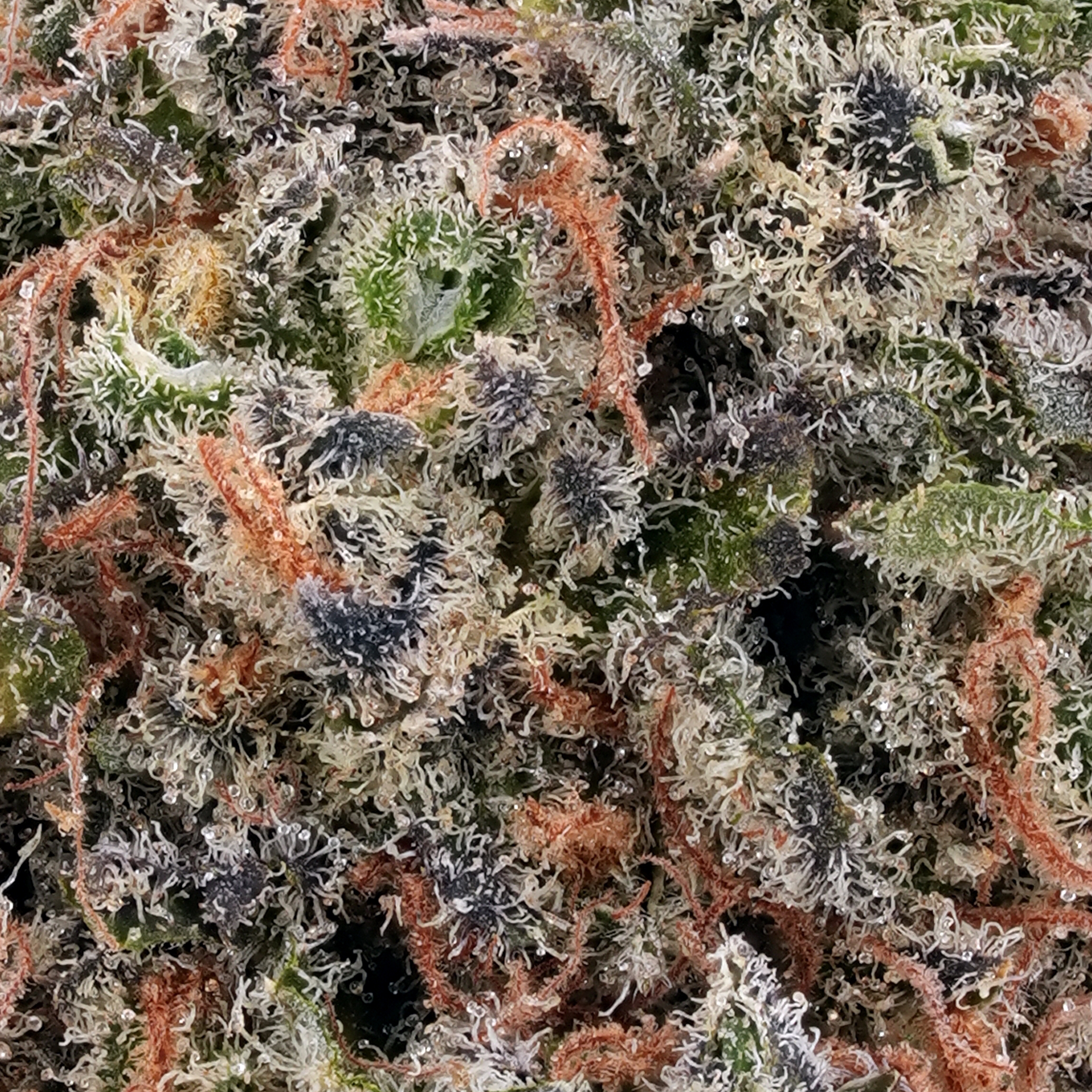 A gallery image for Acapulco Gold THCa Flower
