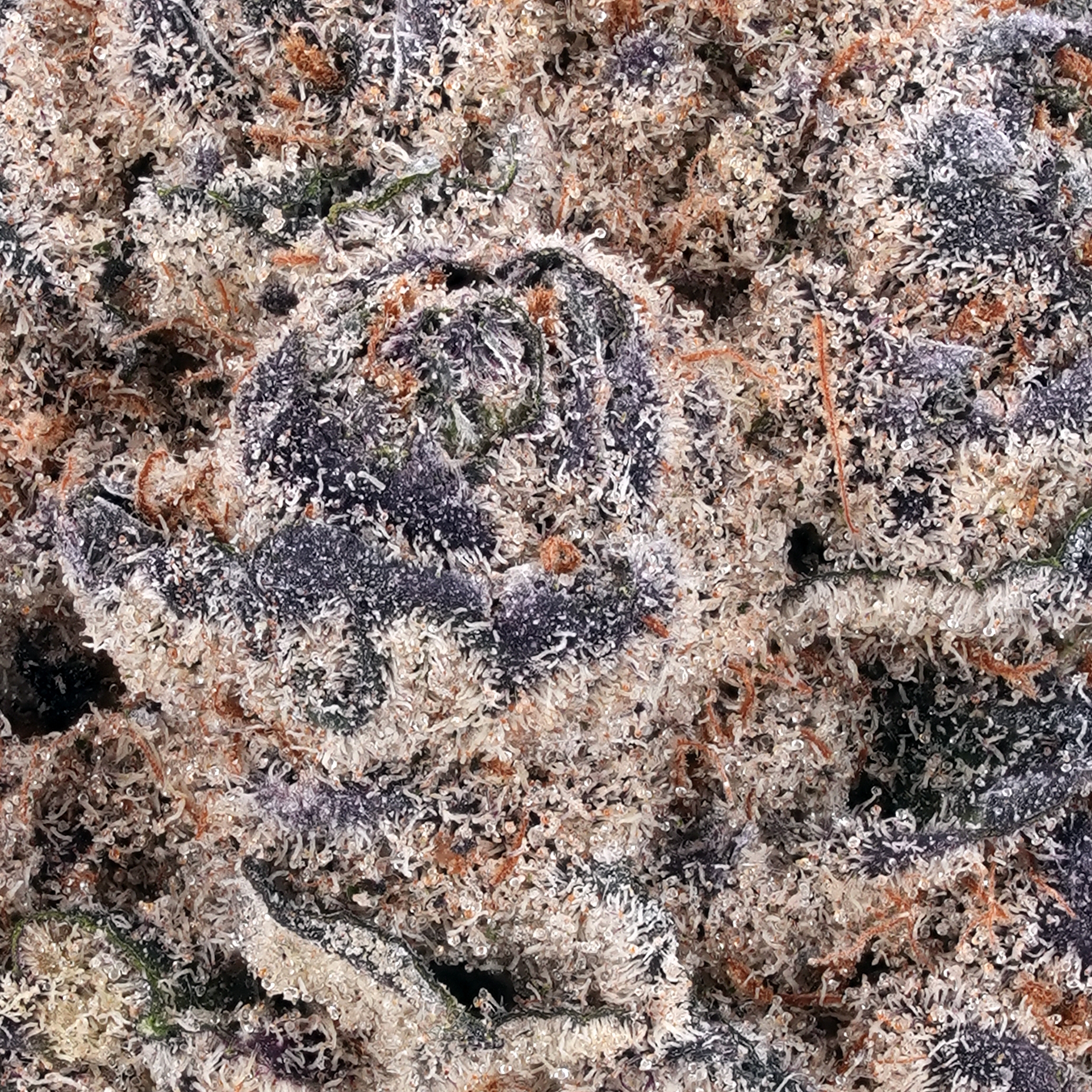 A gallery image for Blue Cookies THCa Flower