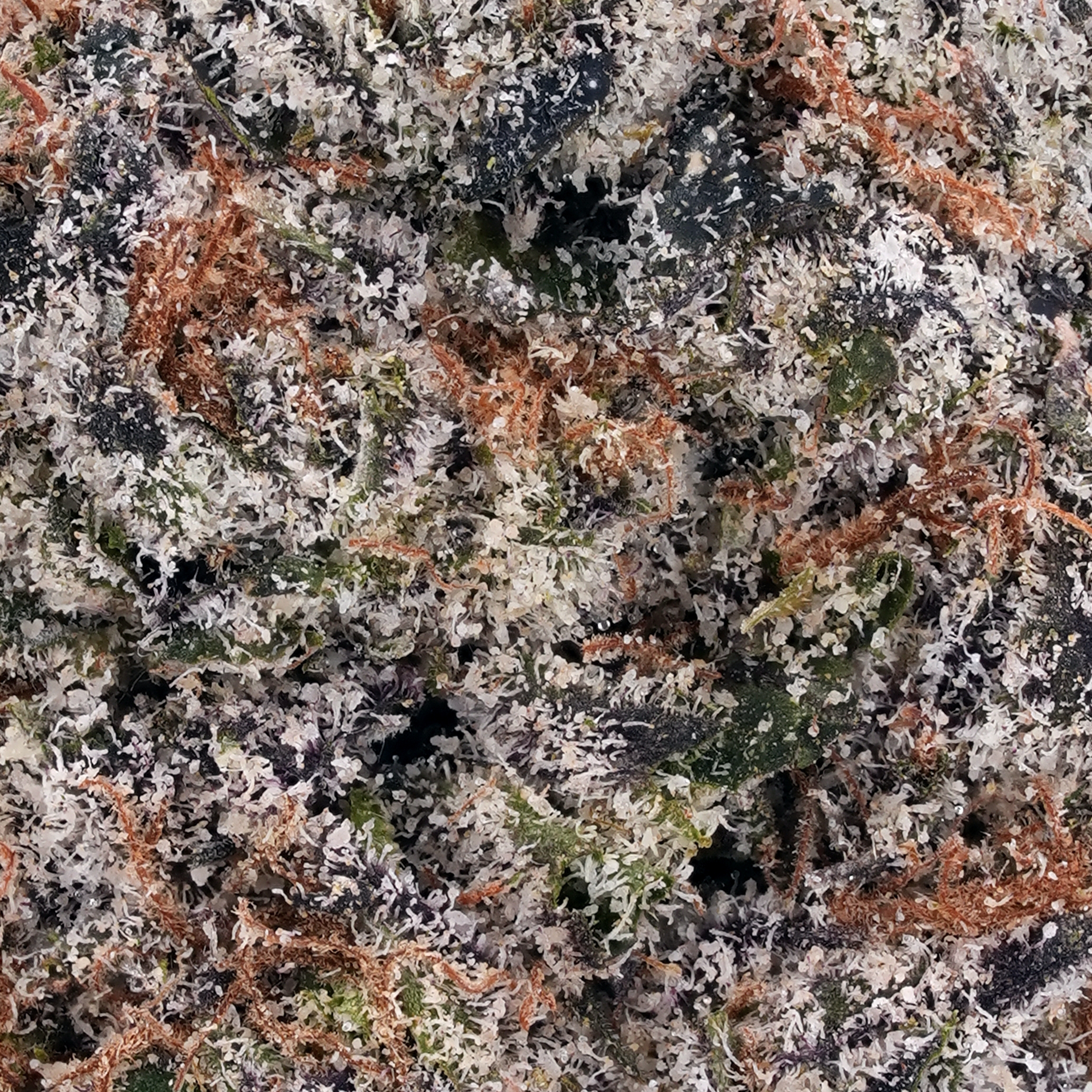 A gallery image for Bubblegum THCa Flower